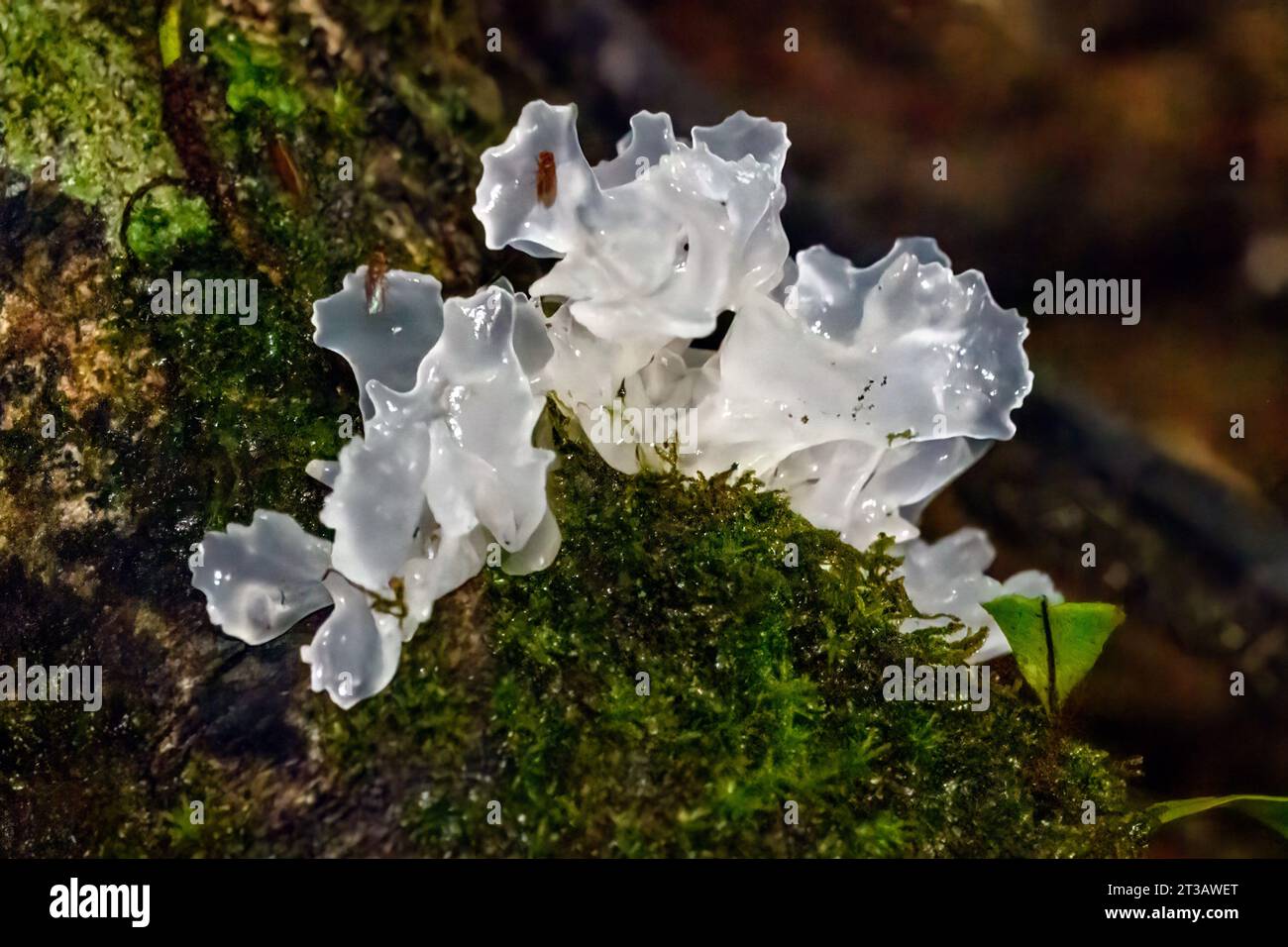 Snow fungus (Tremella fuciformis) from Las Arrieras, Costa Rica. Stock Photo