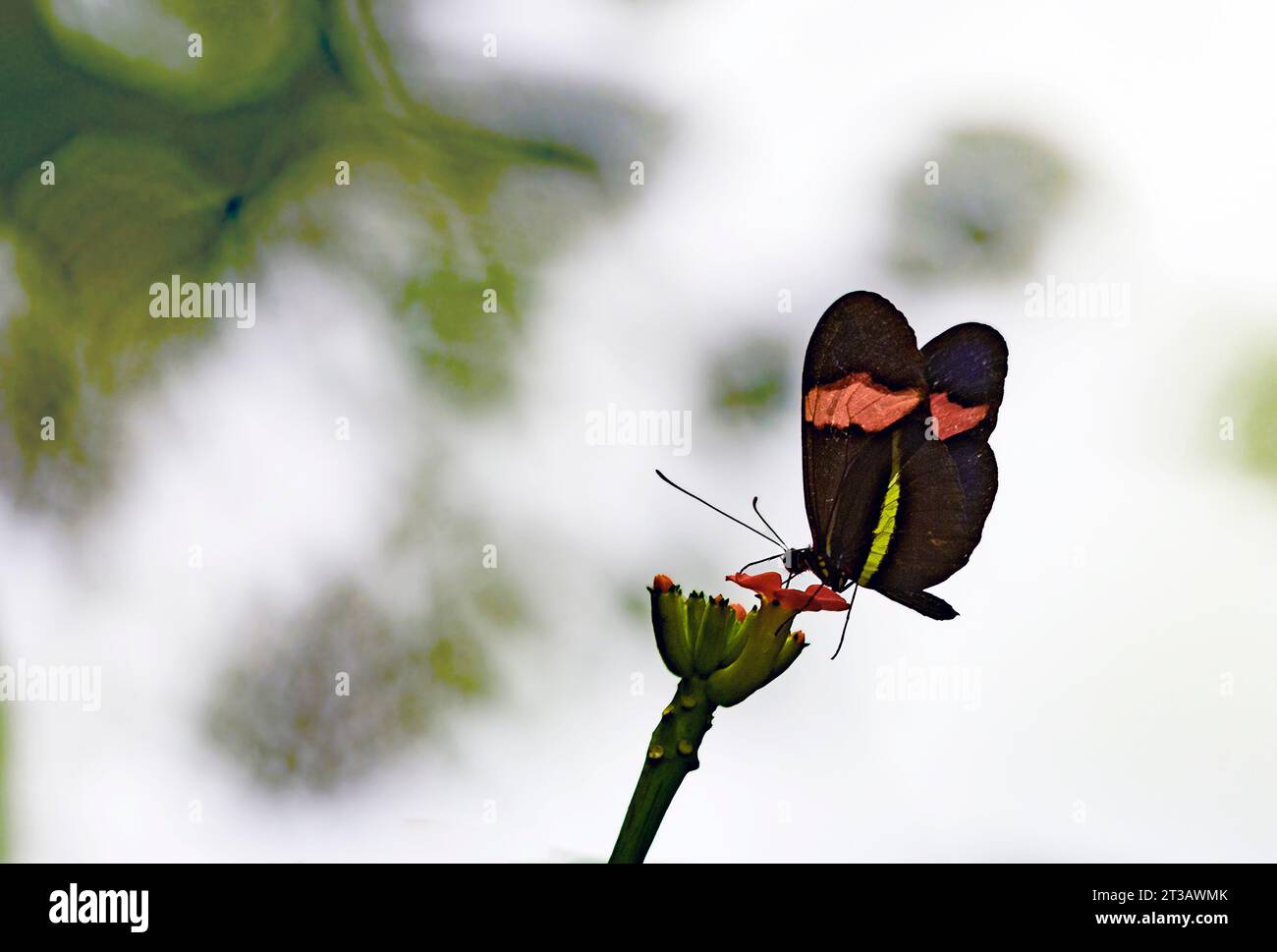 Heliconius erato small postman butterfly red passion flower butterfly ...
