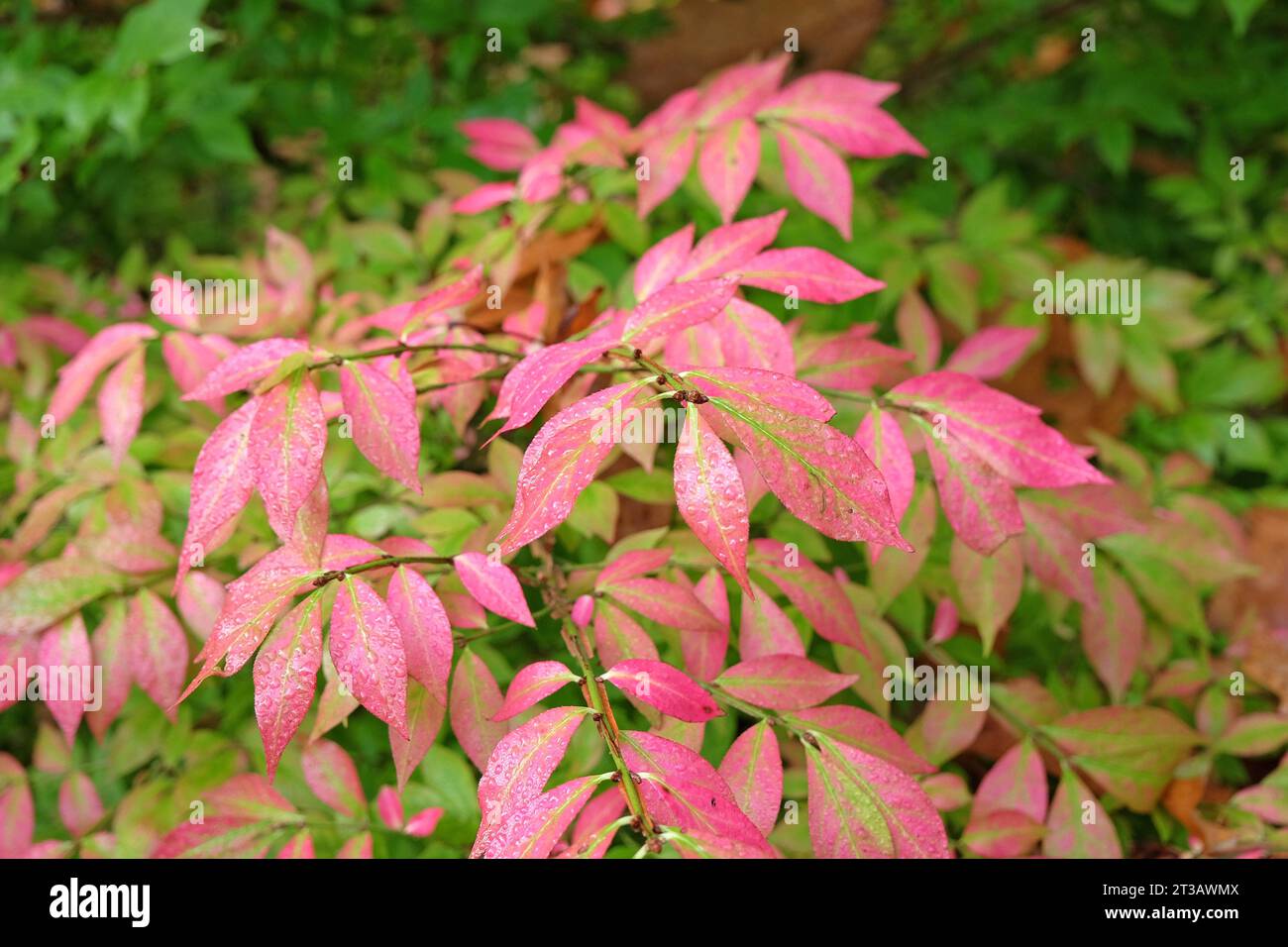Pink leaves of the Euonymus Alatus spindle tree, also known as a