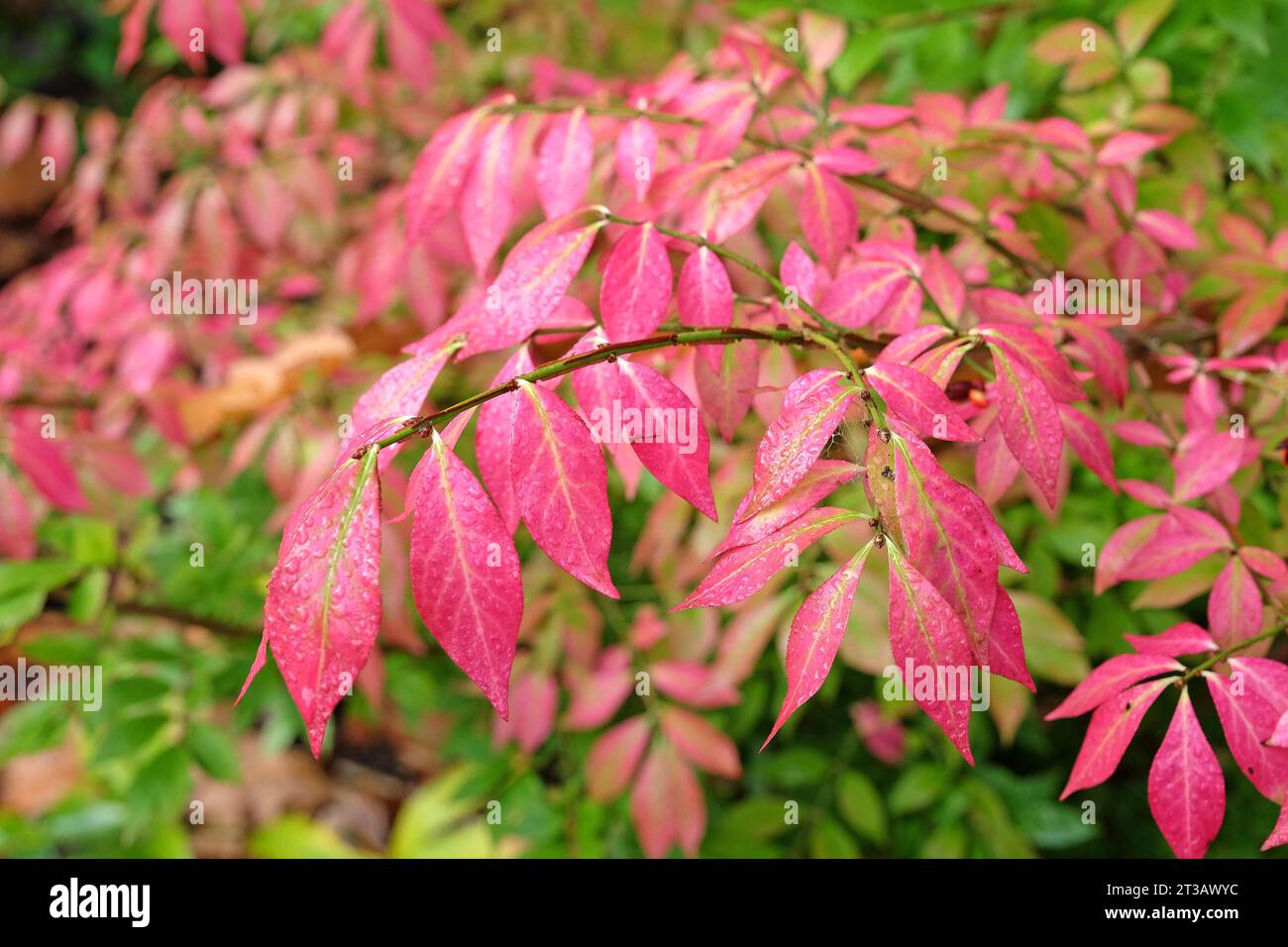 Pink leaves of the Euonymus Alatus spindle tree, also known as a