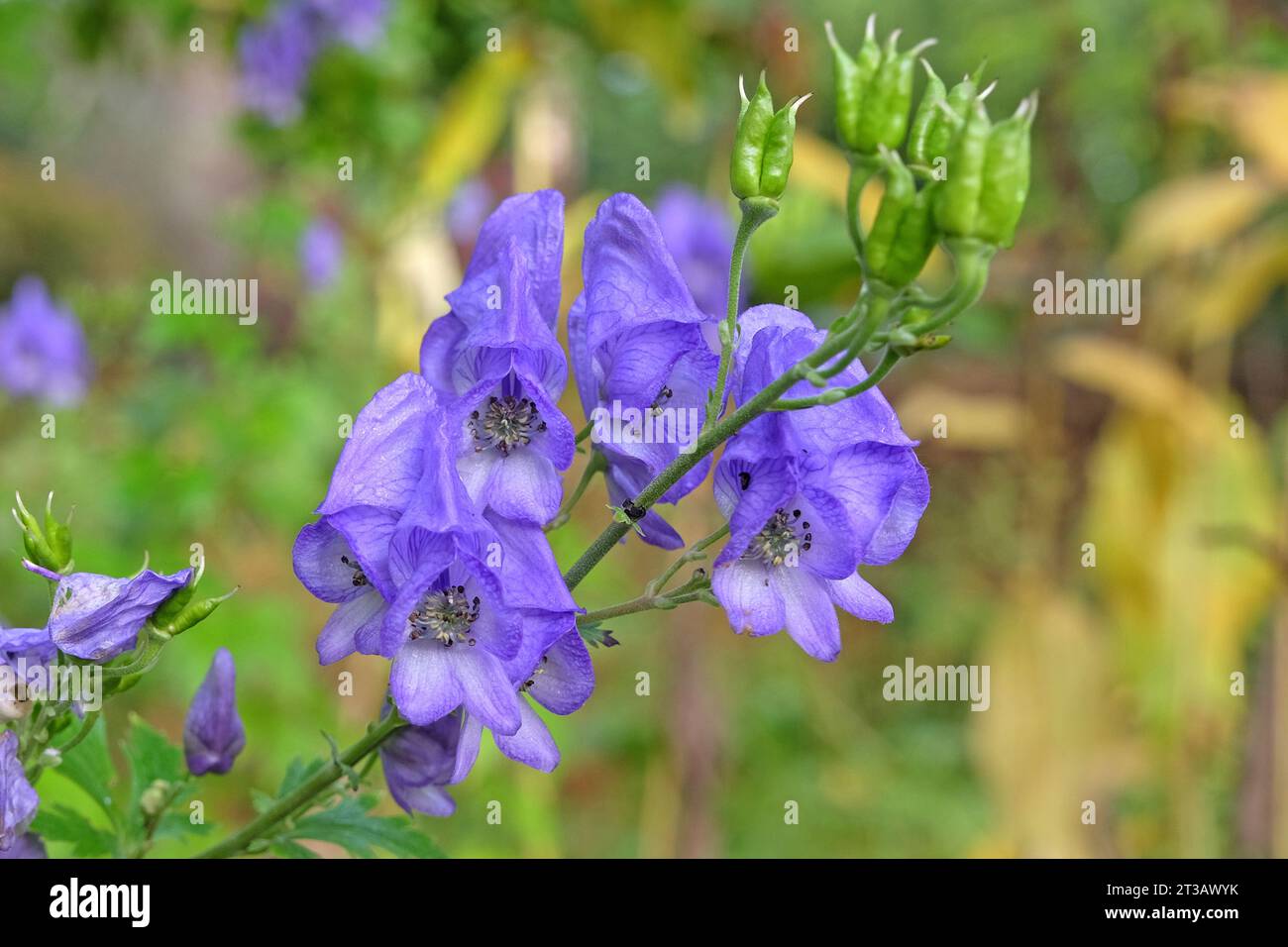 Aconitum carmichaelii, or purple Carmichael's monk's hood in flower Stock Photo