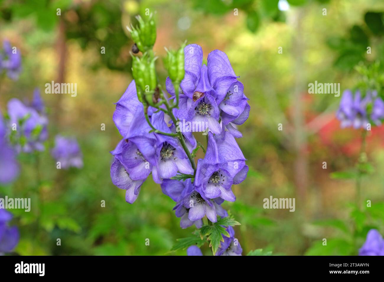 Aconitum carmichaelii, or purple Carmichael's monk's hood in flower Stock Photo