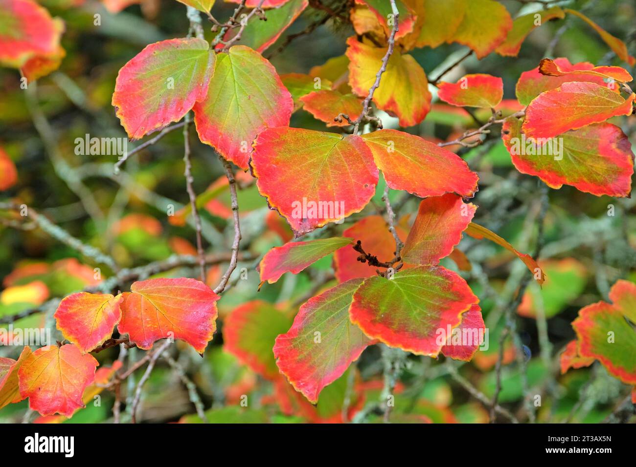 The red, orange and green leaves of the hamamelis Ôruby glowÕ, also know as witch hazel, during the autumn. Stock Photo