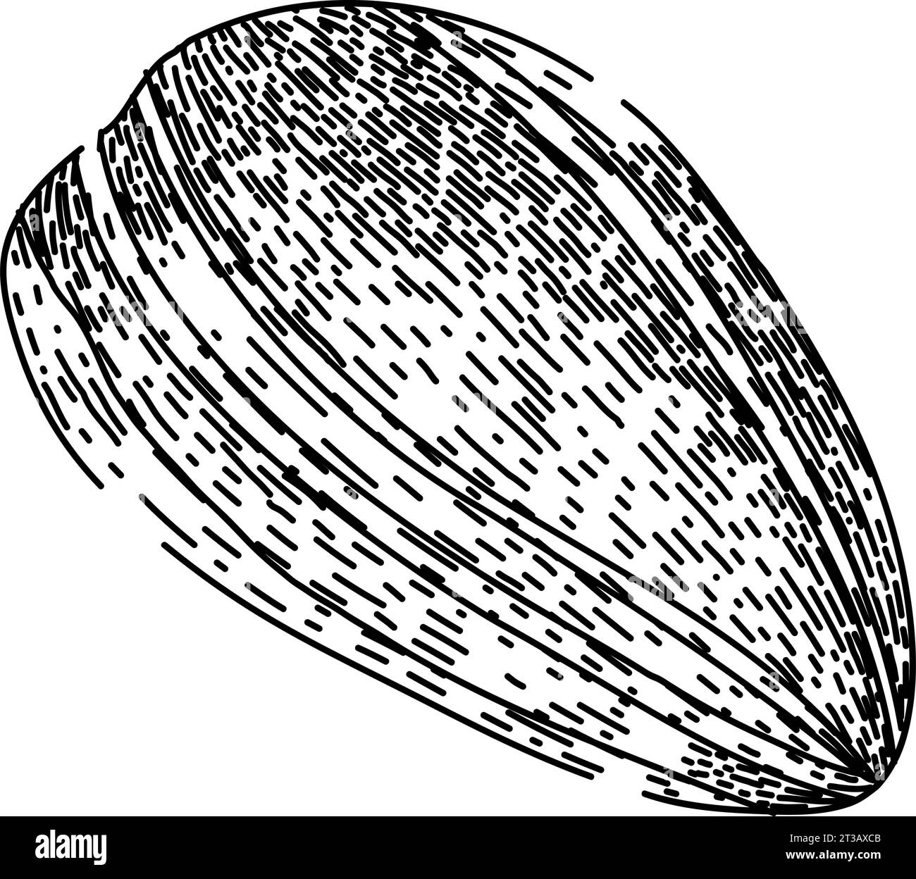 grain sunflower seed sketch hand drawn vector Stock Vector