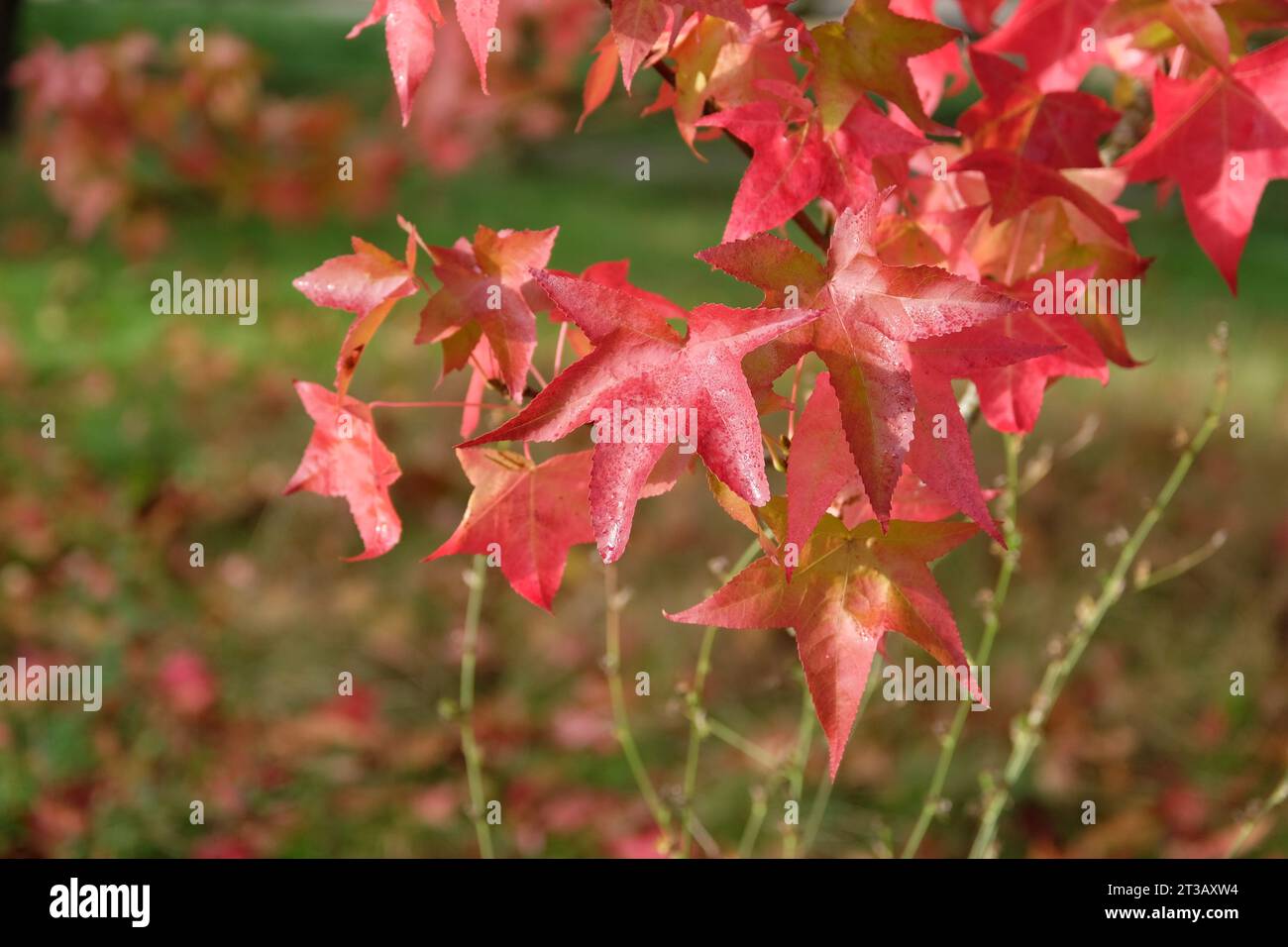 The red and orange leaves of the Liquidambar styraciflua 'Lane RobertsÕ, also known as a Sweetgum, liquid amber, or American Amber, during the autumn. Stock Photo
