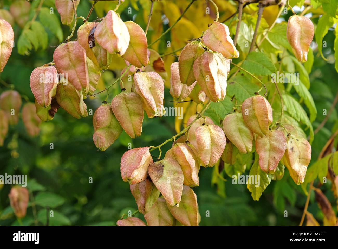 Golden seed pods of the Koelreuteria paniculata, also known as Pride of India or Golden Rain tree, Ôrose lanternÕ during the autumn. Stock Photo