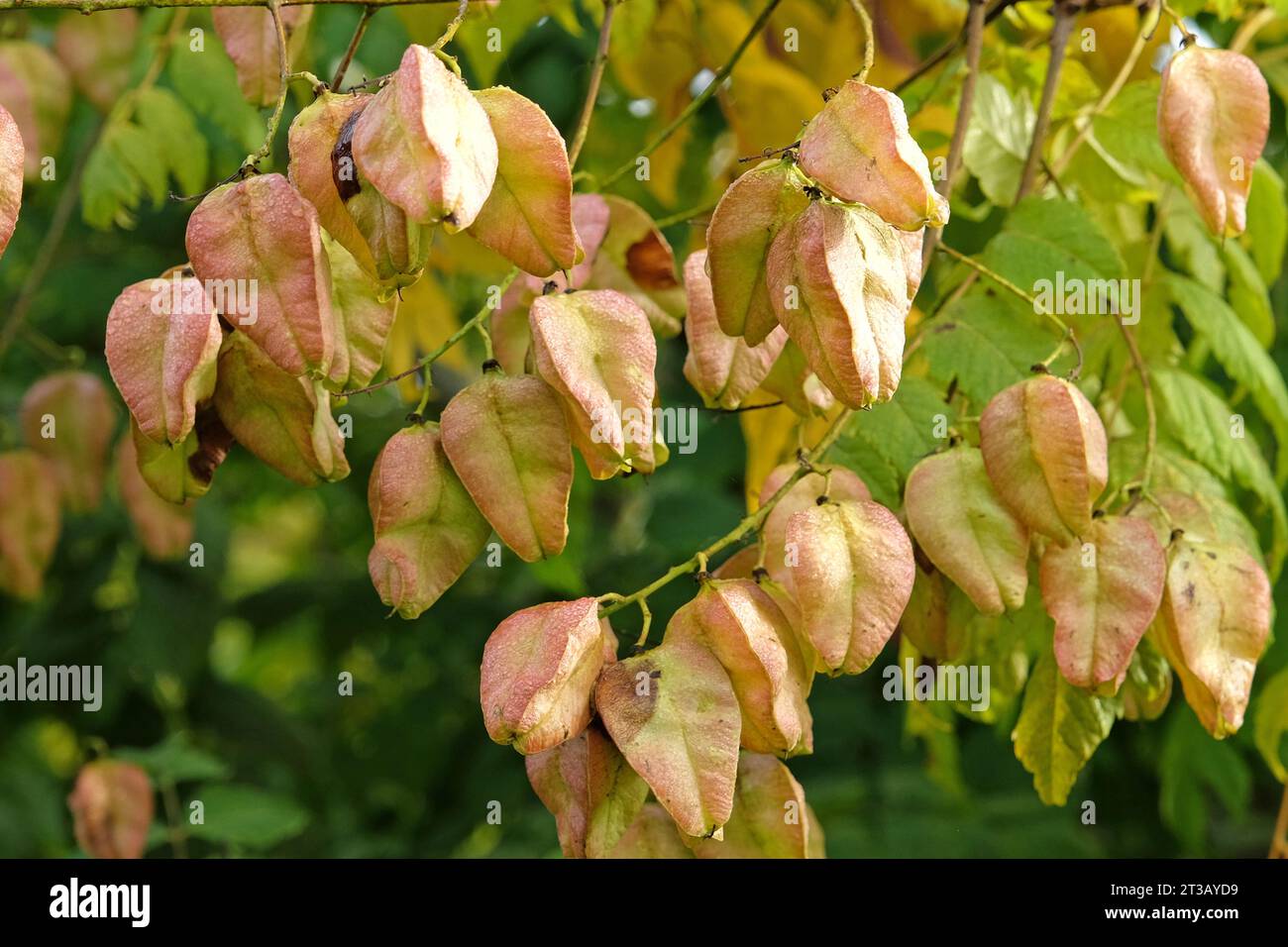 Golden seed pods of the Koelreuteria paniculata, also known as Pride of