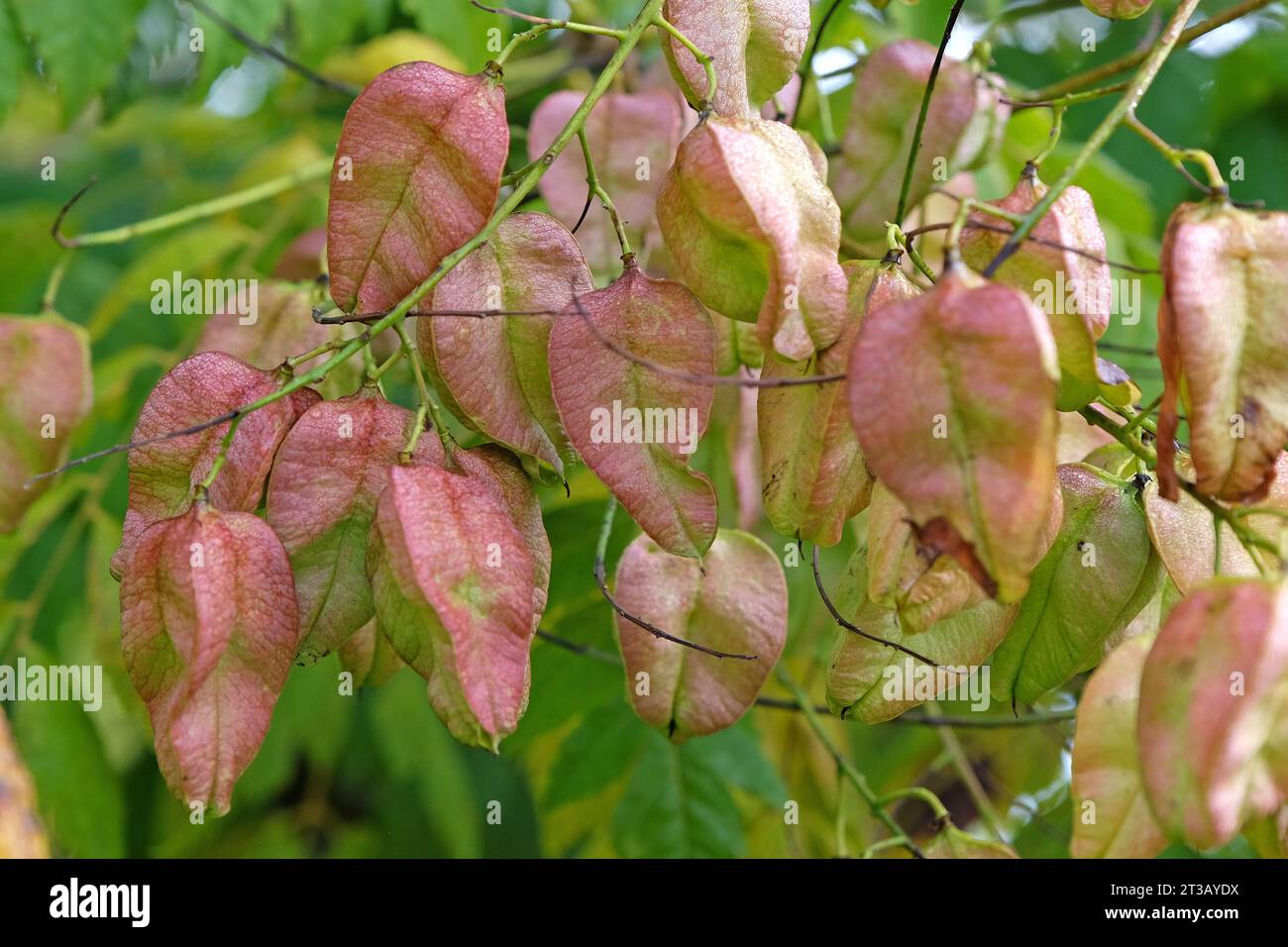 Golden seed pods of the Koelreuteria paniculata, also known as Pride of