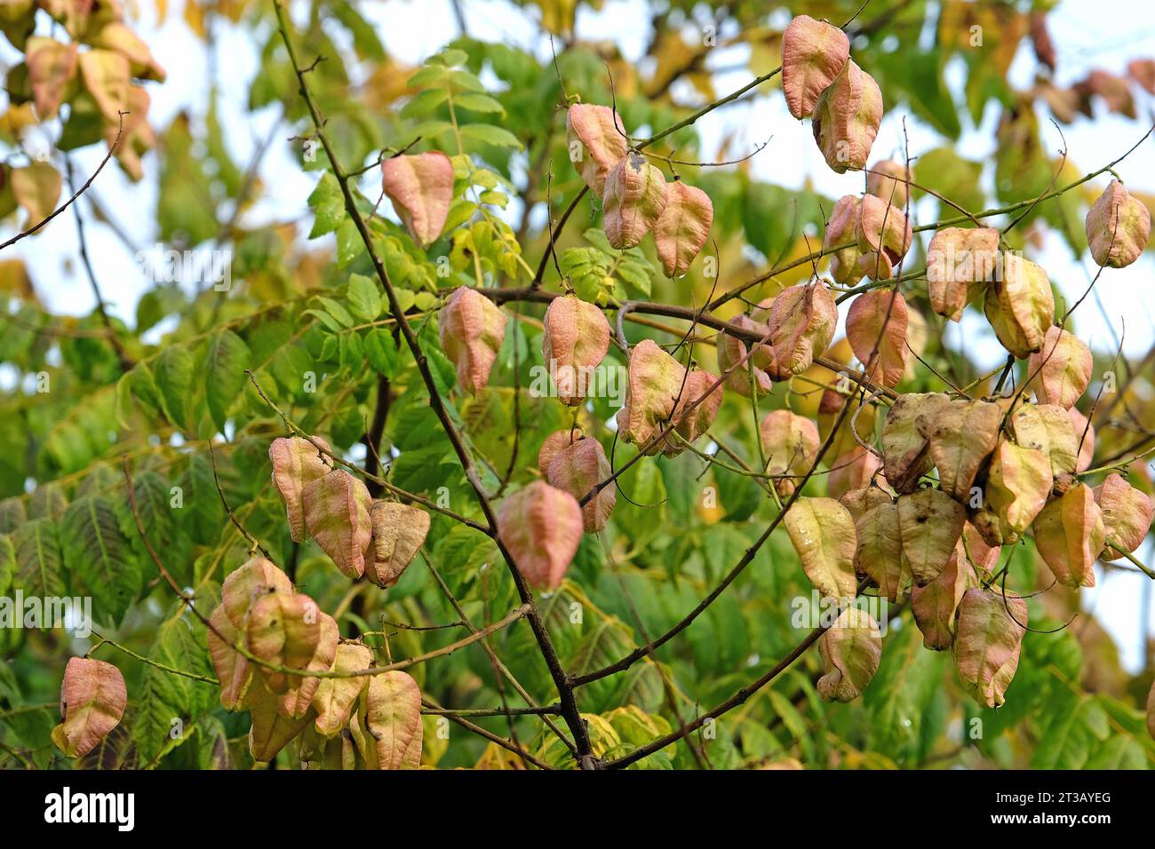 Golden seed pods of the Koelreuteria paniculata, also known as Pride of India or Golden Rain tree, Ôrose lanternÕ during the autumn. Stock Photo