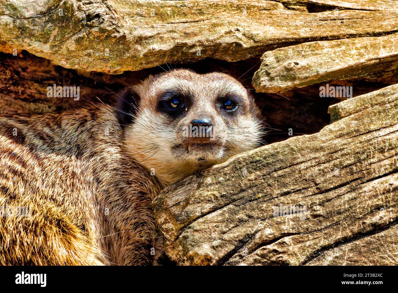 A meerkat (Suricata suricatta) hiding in a tree trunk Stock Photo