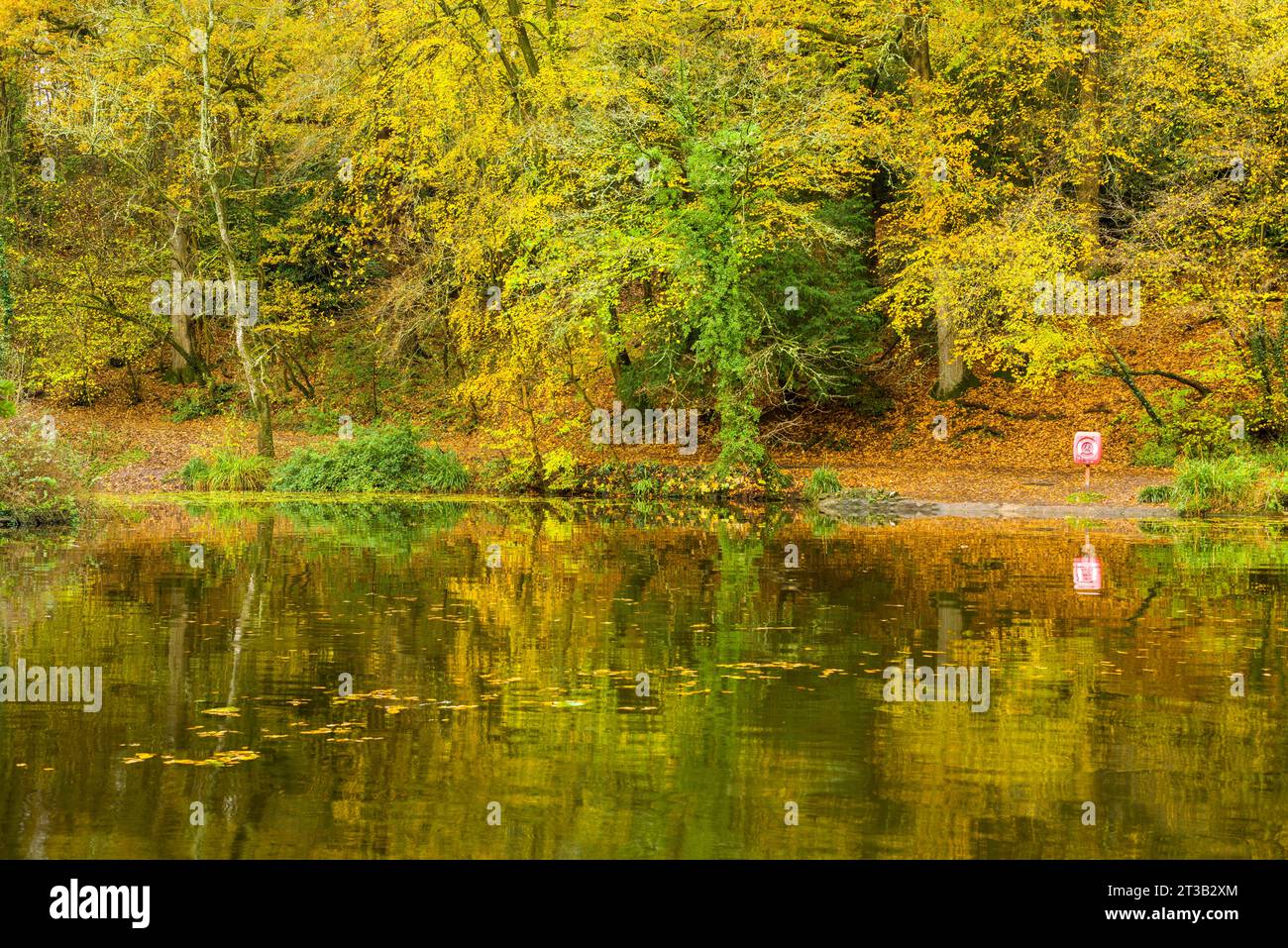 Autumn colour at Abbots Pool, a local nature reserve at Abbots Leigh, North Somerset, England. Stock Photo