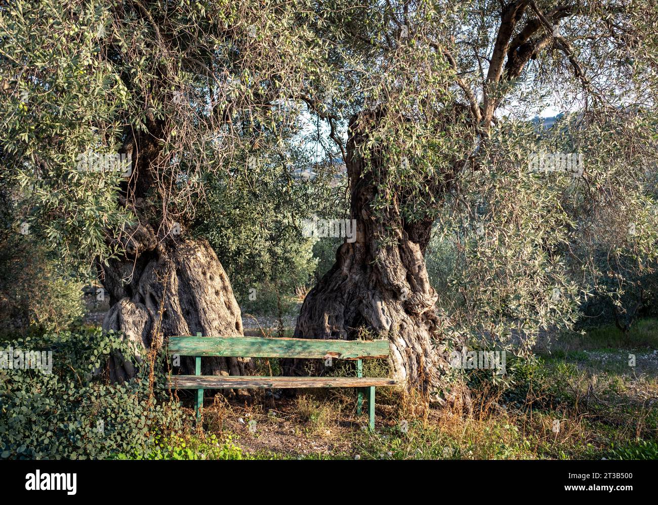 Ancient olive tree (Olea Europe) and rustic wooden bench, Paphos ...