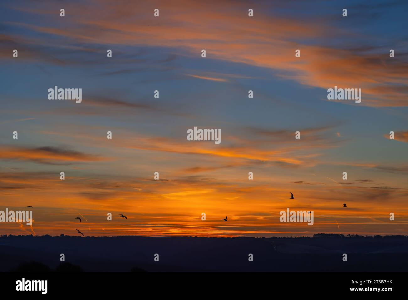 Dawn sky across Cuckmere Valley with Herring Gulls Stock Photo