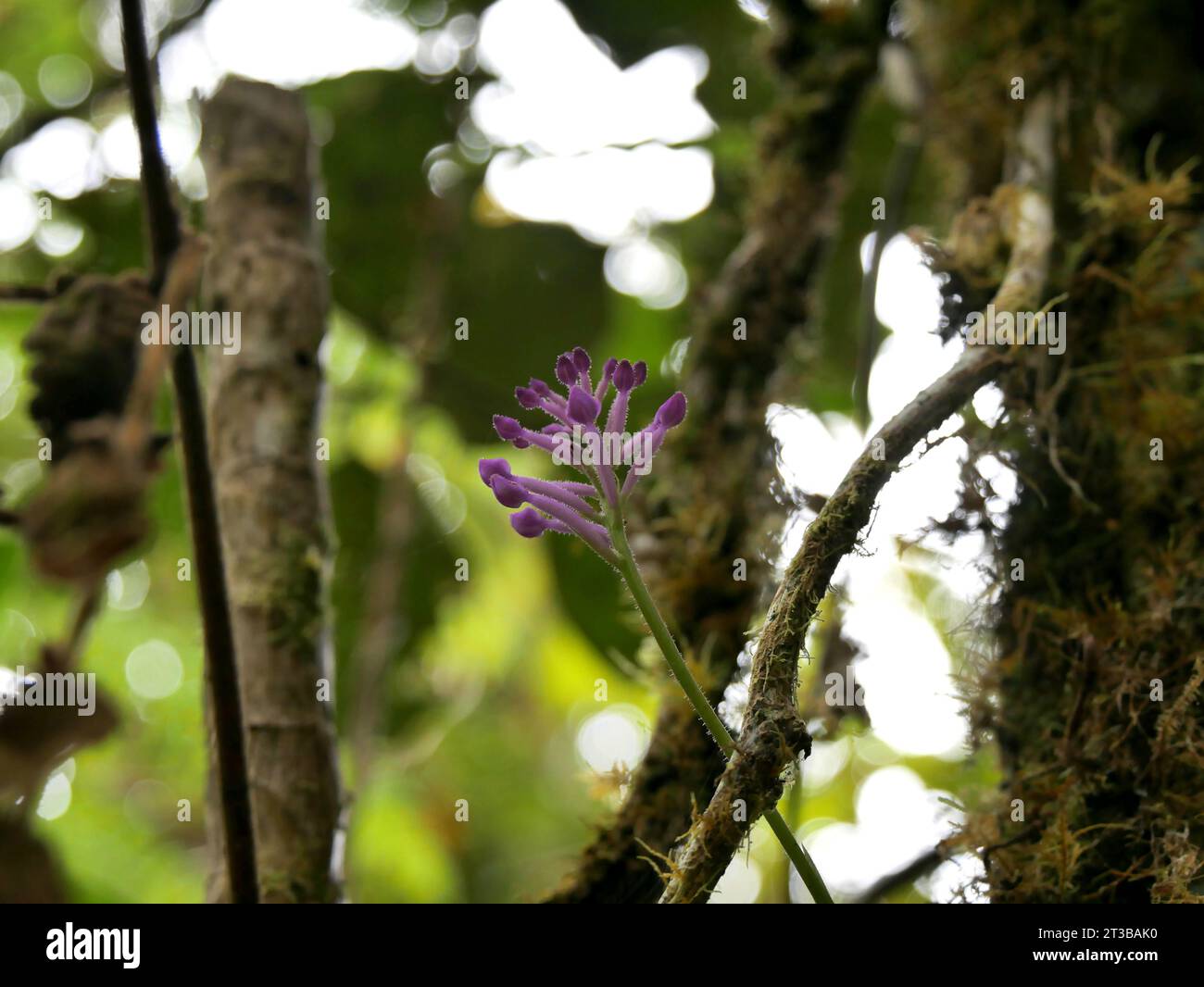 Wild orchid flowers in Reunion island in Bebour primary rainforest, Cynorkis inermis or arnottia mauritiana Stock Photo