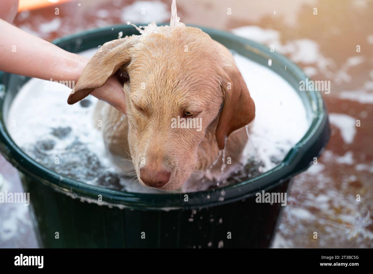Washing brown labrador dog in foamy bath headshot view Stock Photo
