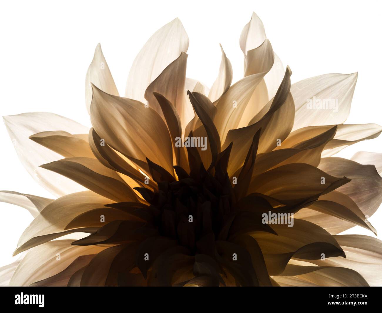 Cafe au lait dahlia backlit against a white background. Stock Photo