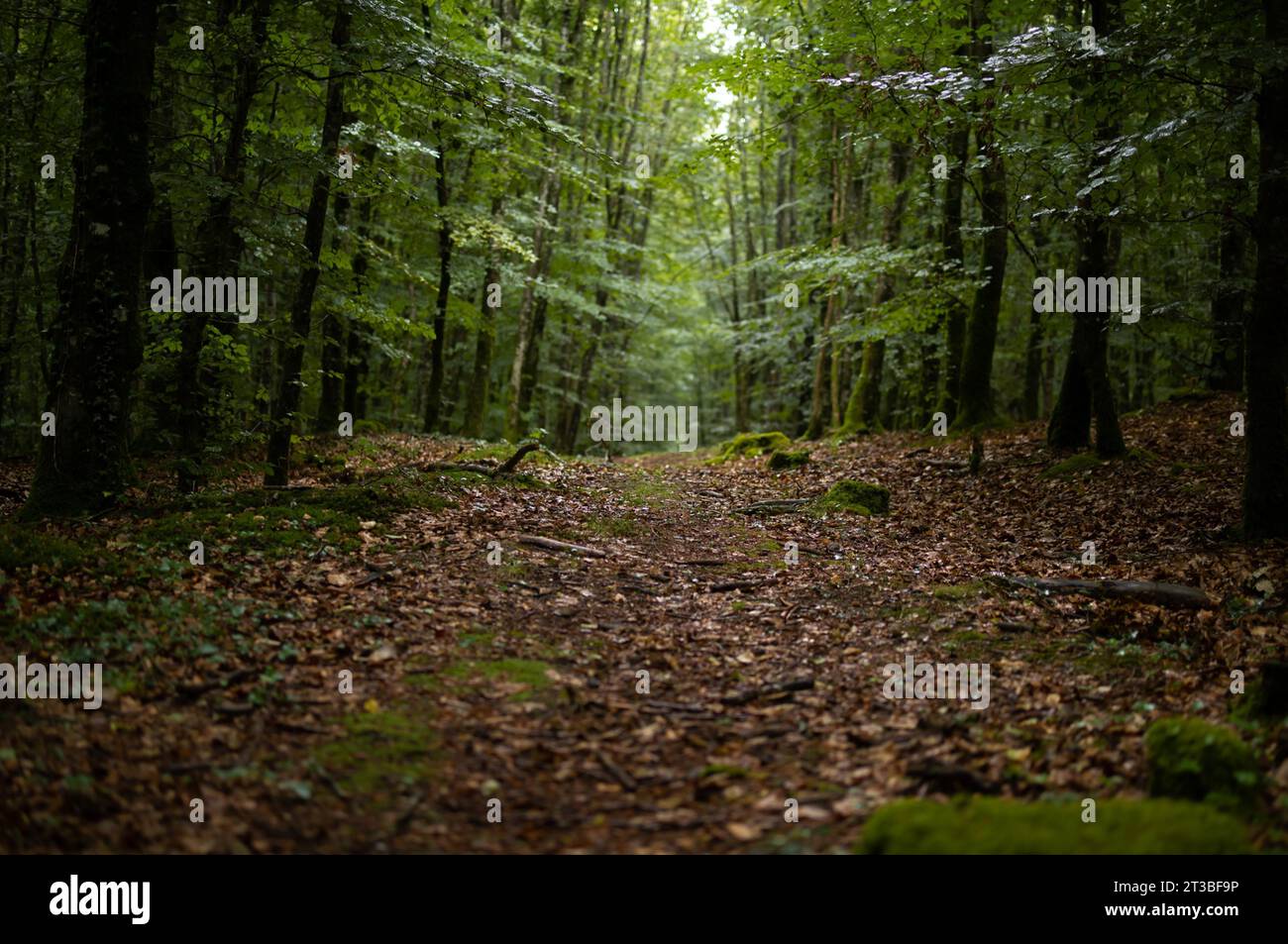 A lush green forest with a winding dirt path throughout the scene Stock ...