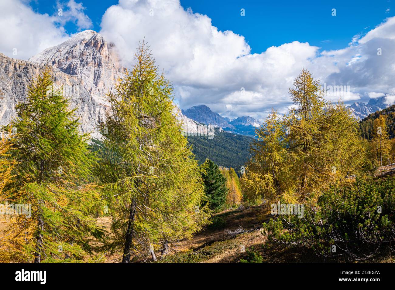Landscape with golden larch trees in the Ampezzo Dolomites Natural Park ...