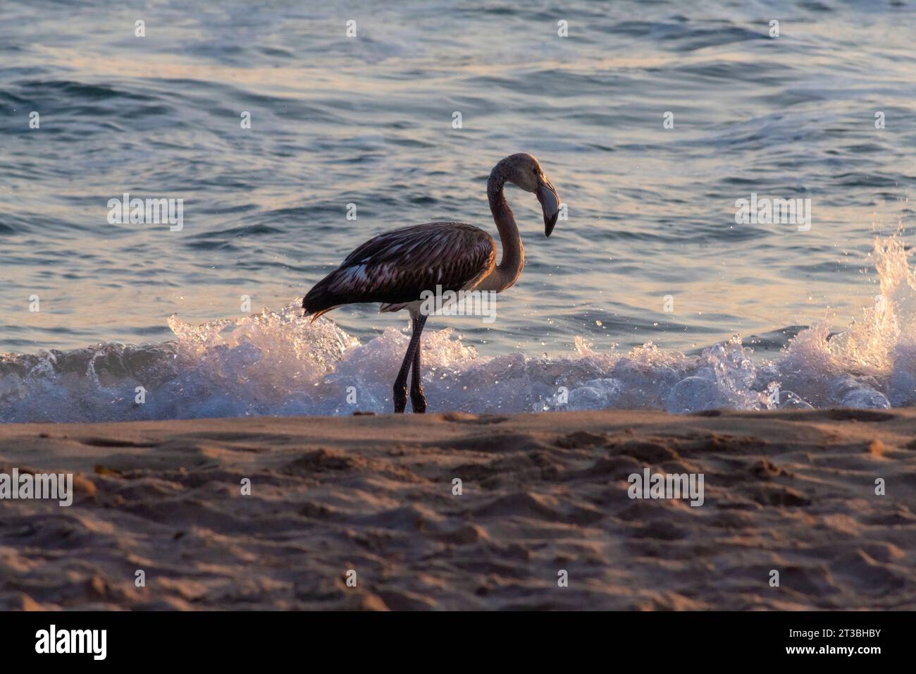 Flamingo against waves on Sicilian beach at sunset light Stock Photo