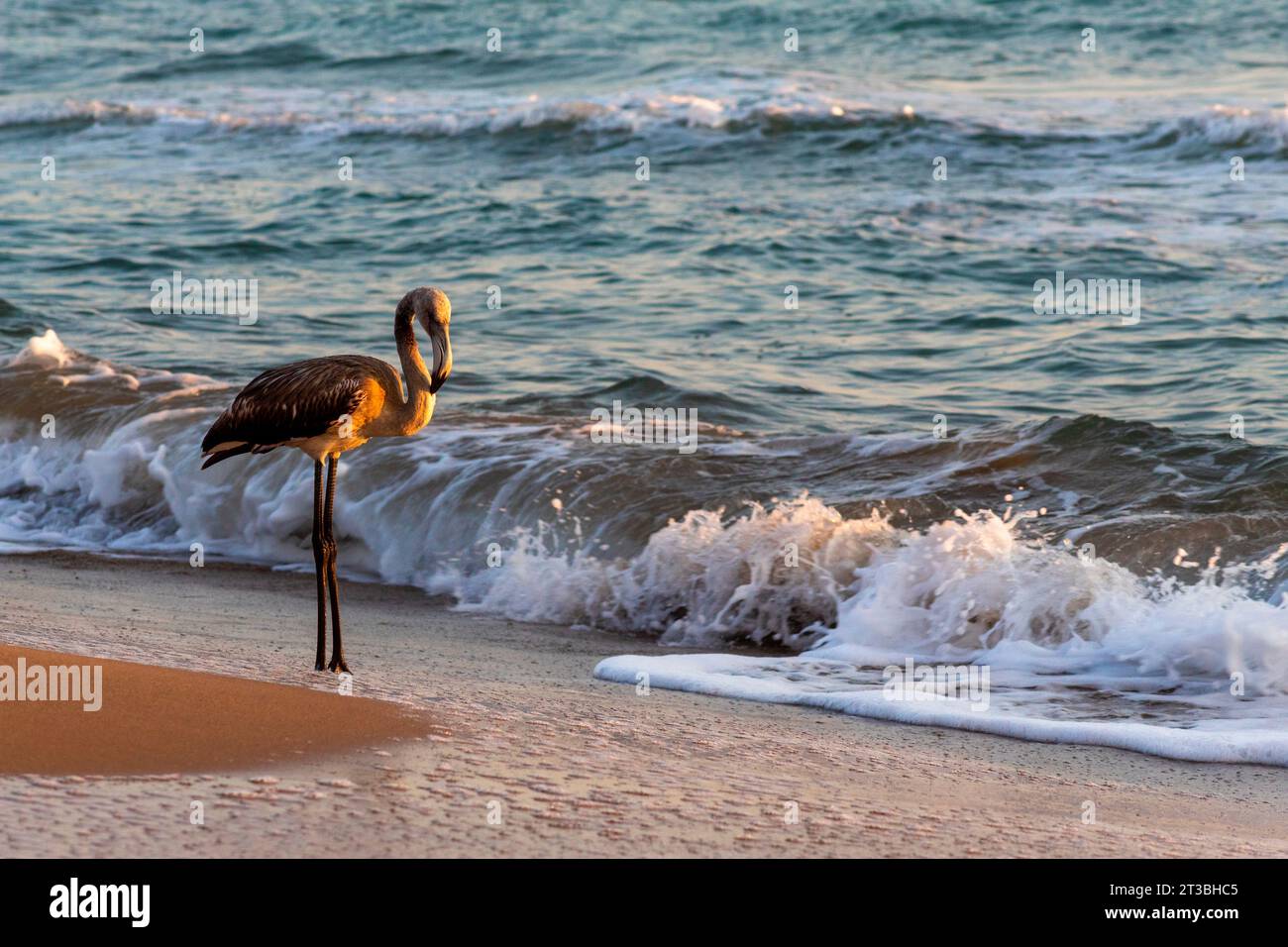 Pink and black flamingo inside the blue sea at sunset light Stock Photo