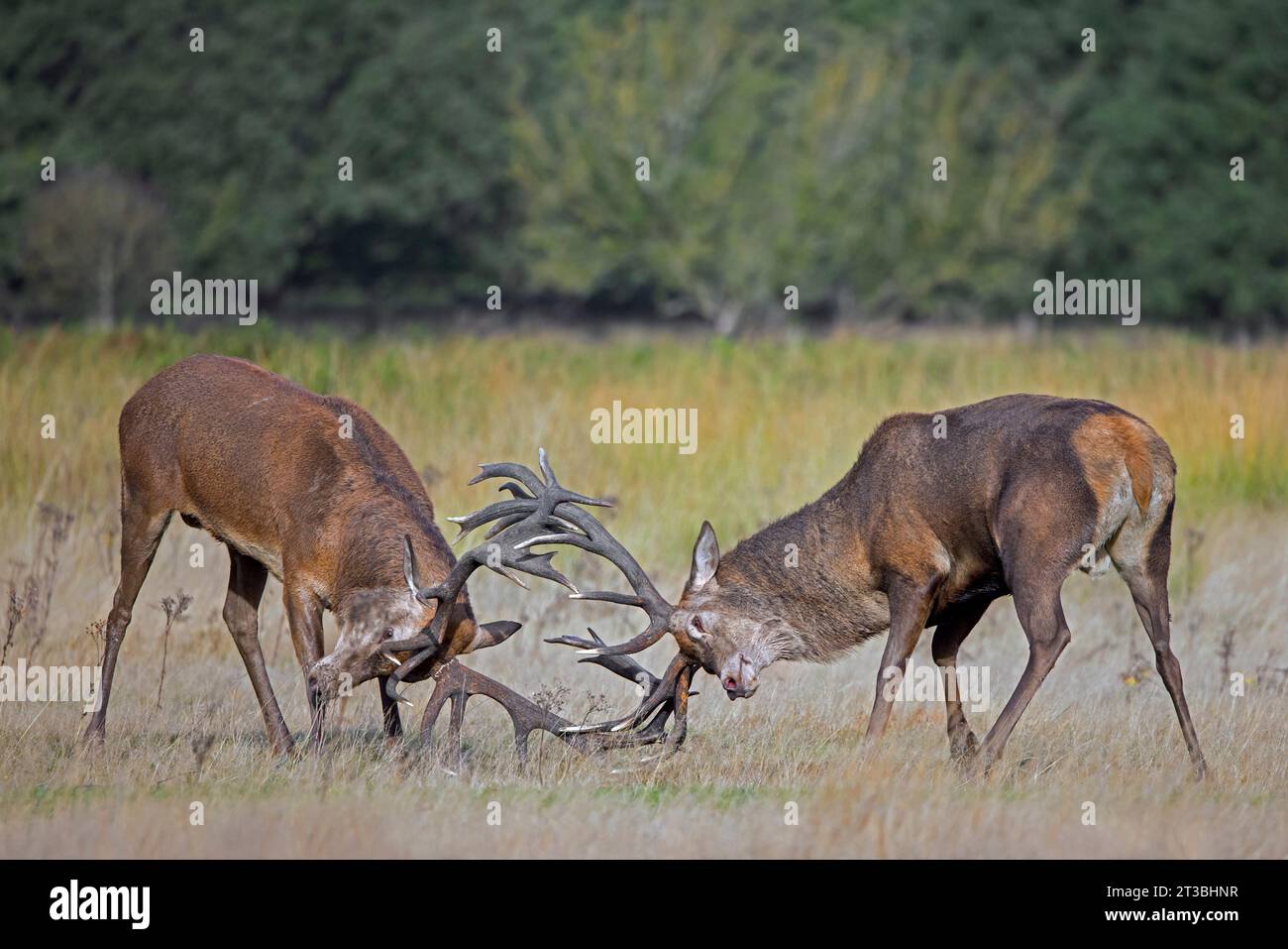 Two rutting red deer (Cervus elaphus) stags fighting by locking antlers during fierce mating battle in grassland at forest edge during rut in autumn Stock Photo