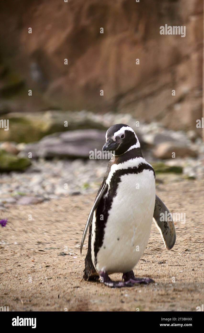 Magellanic Penguin Stock Photo