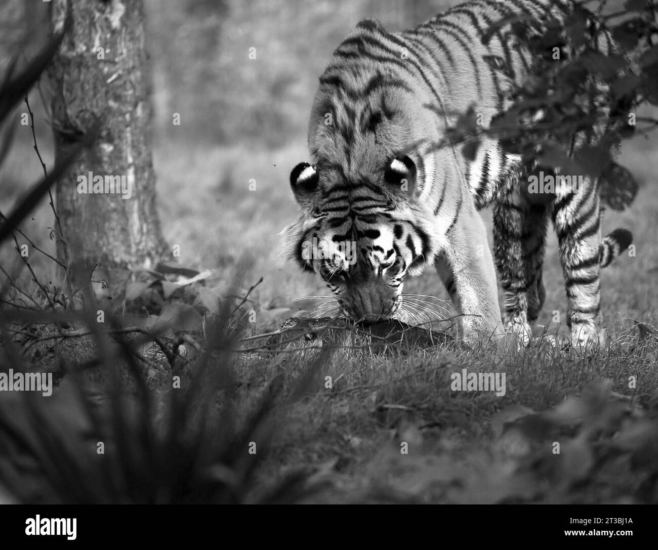 Tiger prey Black and White Stock Photos & Images - Alamy
