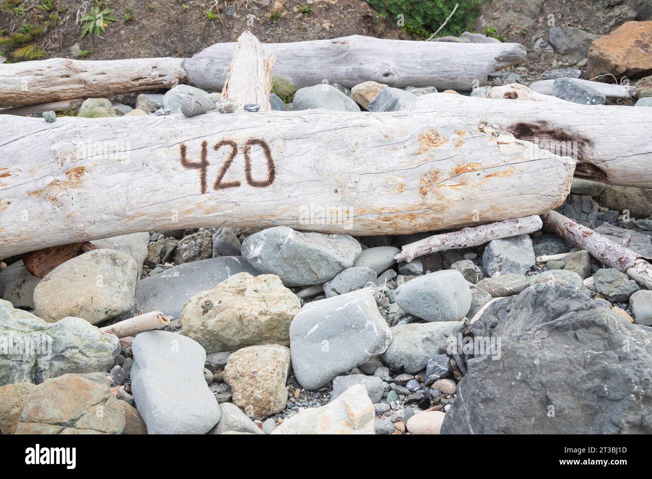 A piece of driftwood on the shore at Harris Beach State Park in
