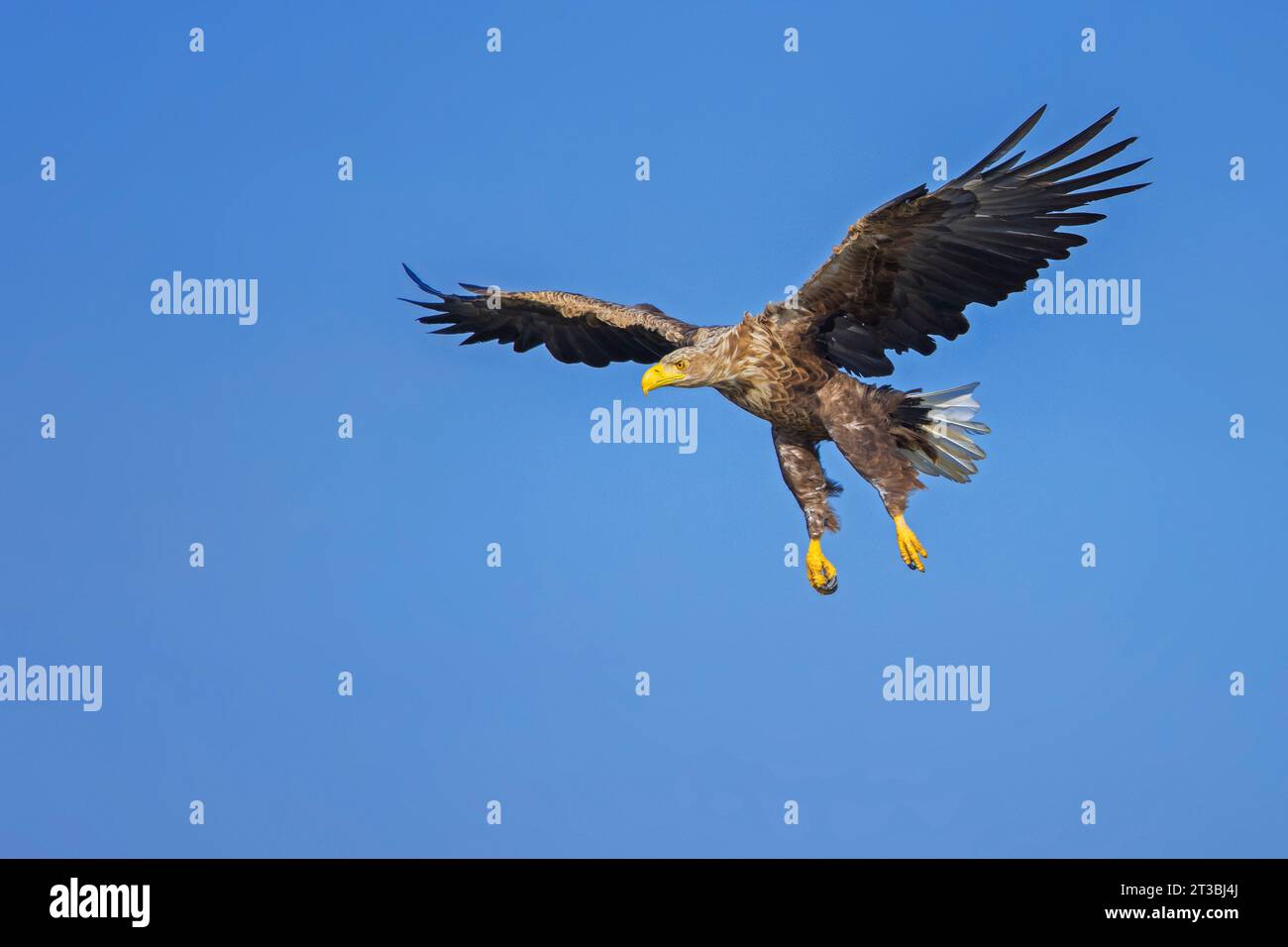 White-tailed eagle / Eurasian sea eagle / erne (Haliaeetus albicilla) adult in flight soaring with dangling legs while landing in summer against blue Stock Photo