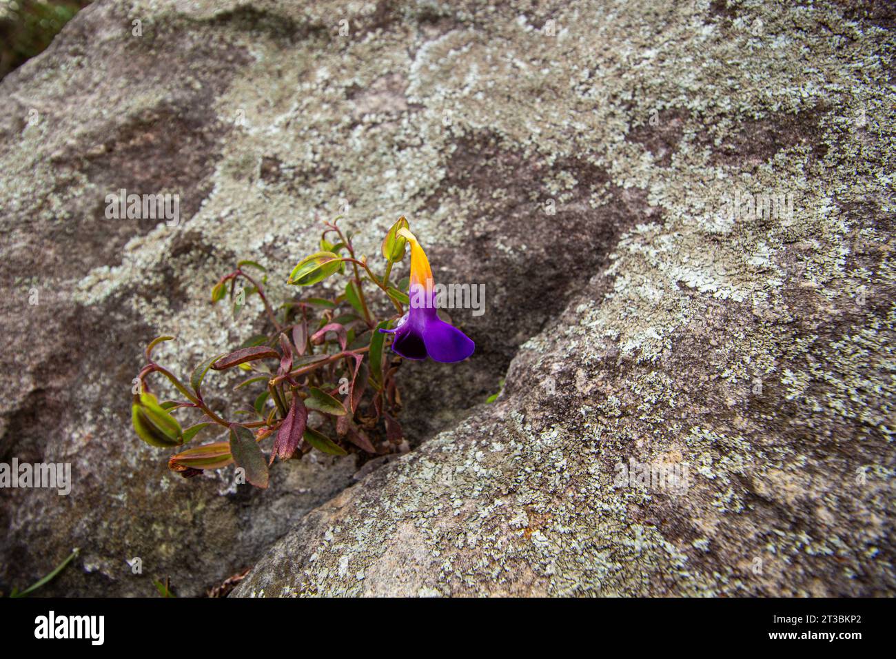Little blossoming plant in a tropical jungle on a rock. Small flowering plant in a tropical forest growing on a rock. Stock Photo