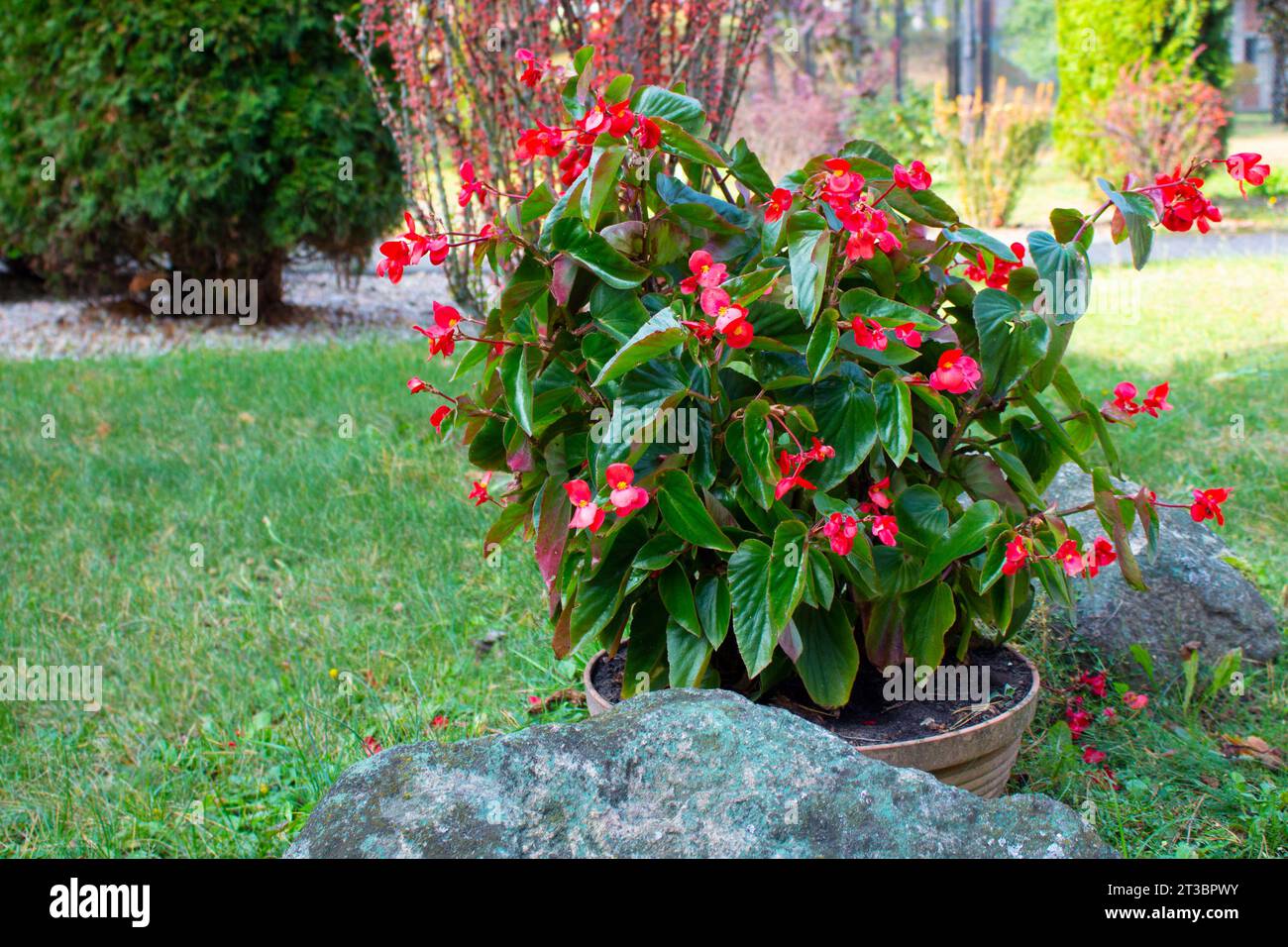 Red impatiens flower bed in garden, impatiens growing in pot between stones. Landscape design. Stock Photo