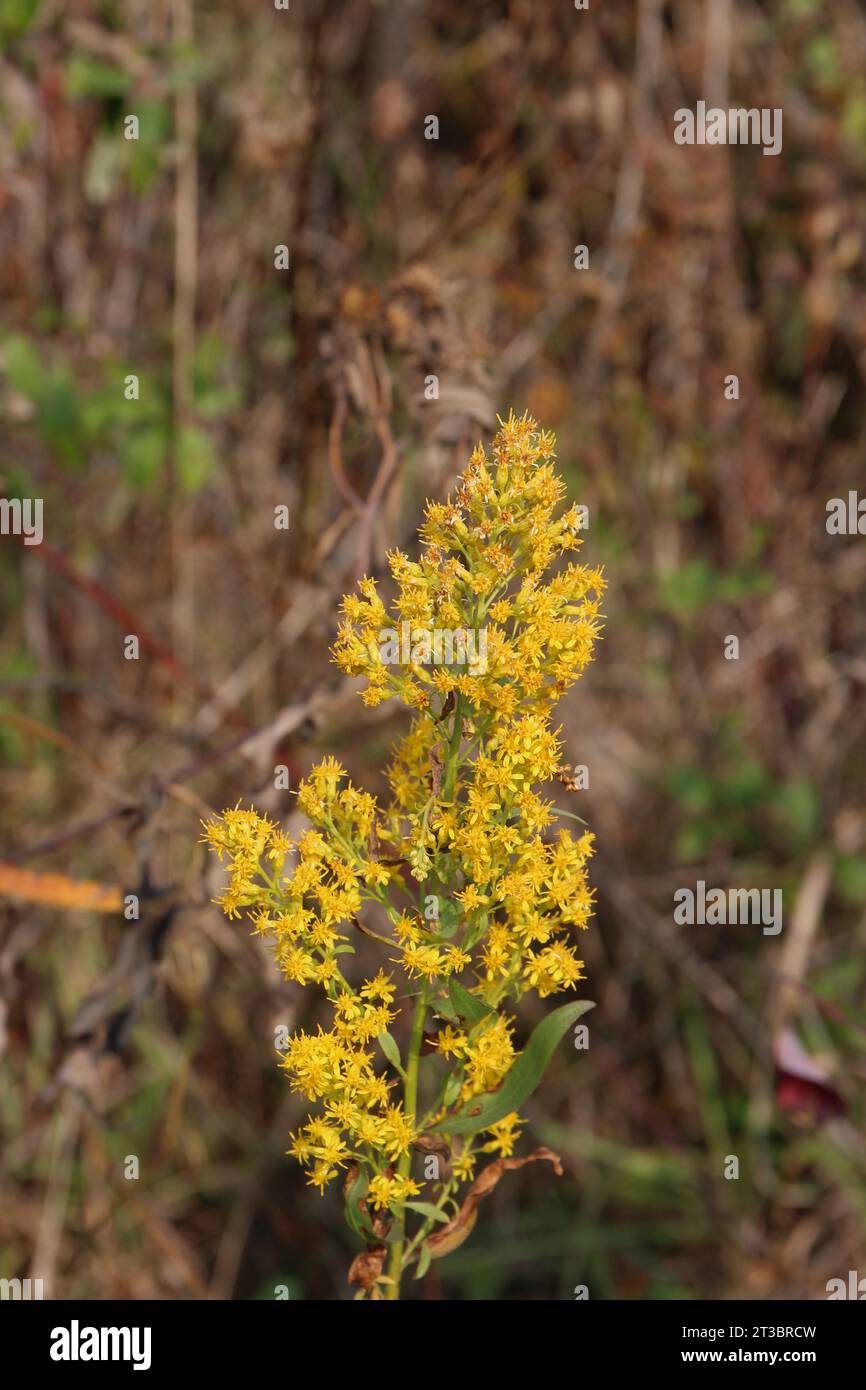 Close up of the top of a flowering stalk of Bog Goldenrod, Solidago uliginosa, with yellow flowers blooming in the fall Stock Photo