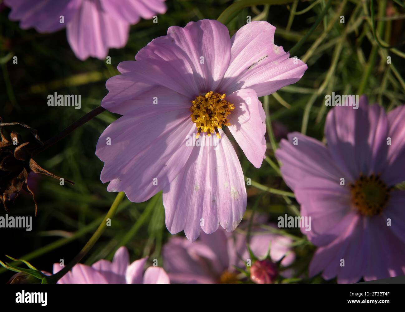 Cosmos flowers still blooming in the October garden Stock Photo Alamy