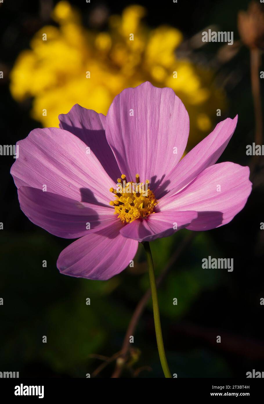 Cosmos flowers still blooming in the October garden Stock Photo Alamy