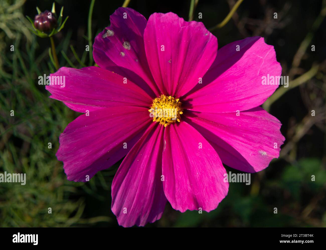 Cosmos flowers still blooming in the October garden Stock Photo Alamy
