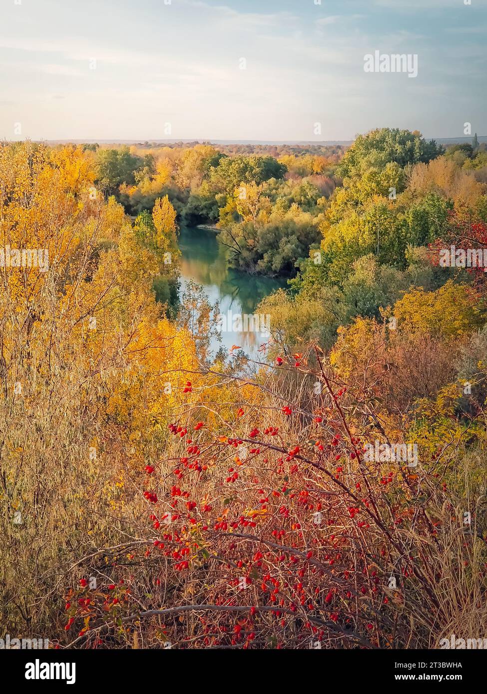 Picturesque autumn landscape with red brier bush and a view to the Prut river surrounded by colorful forest Stock Photo