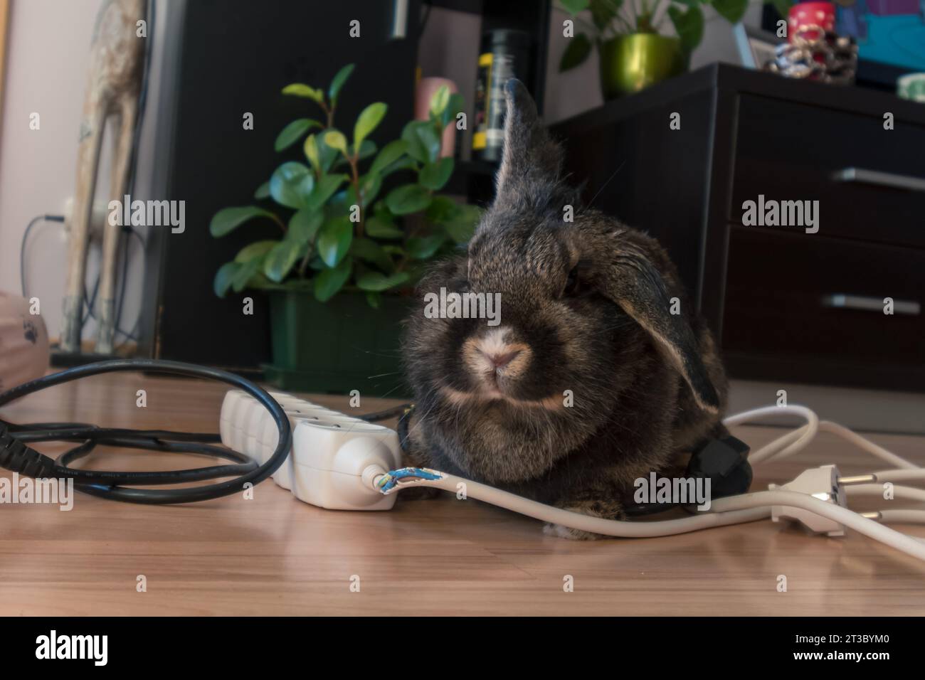 Picture of domestic rabbit pet damaged house cable Stock Photo - Alamy