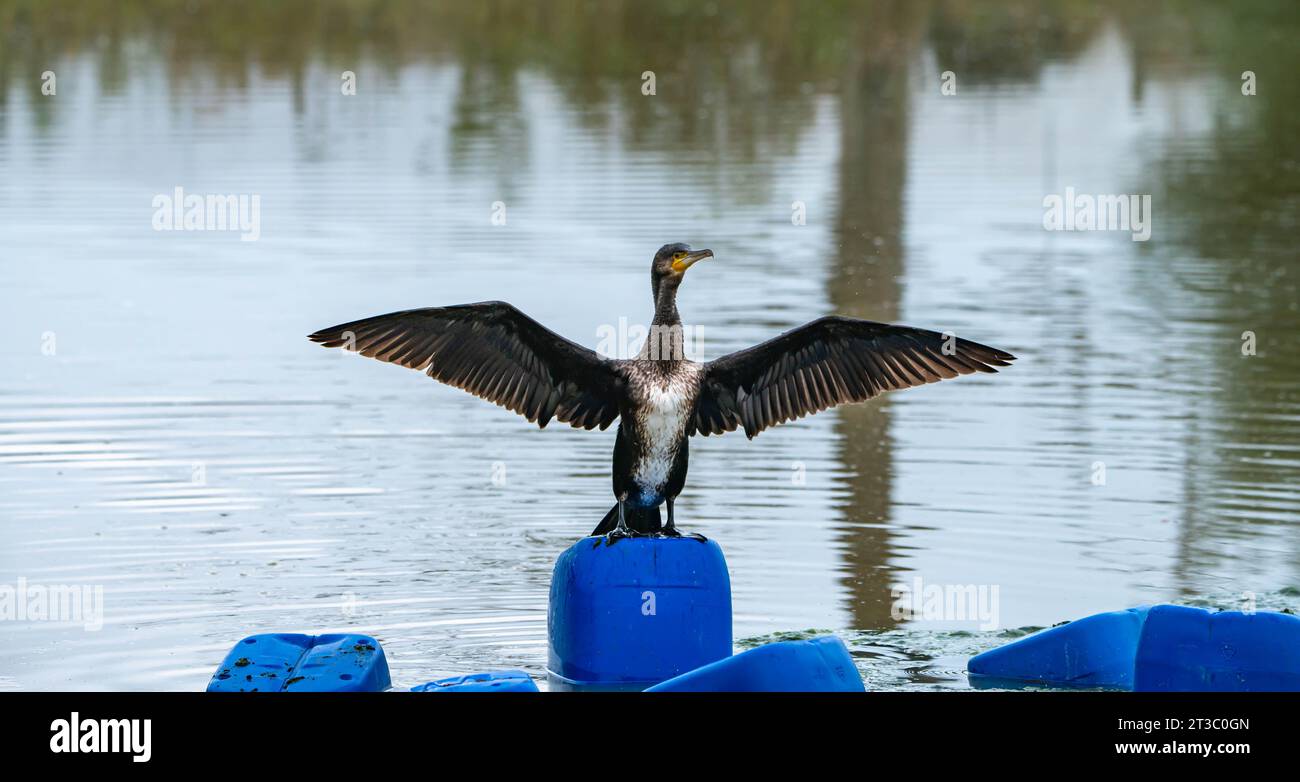 Black bird drying standing hi-res stock photography and images - Alamy
