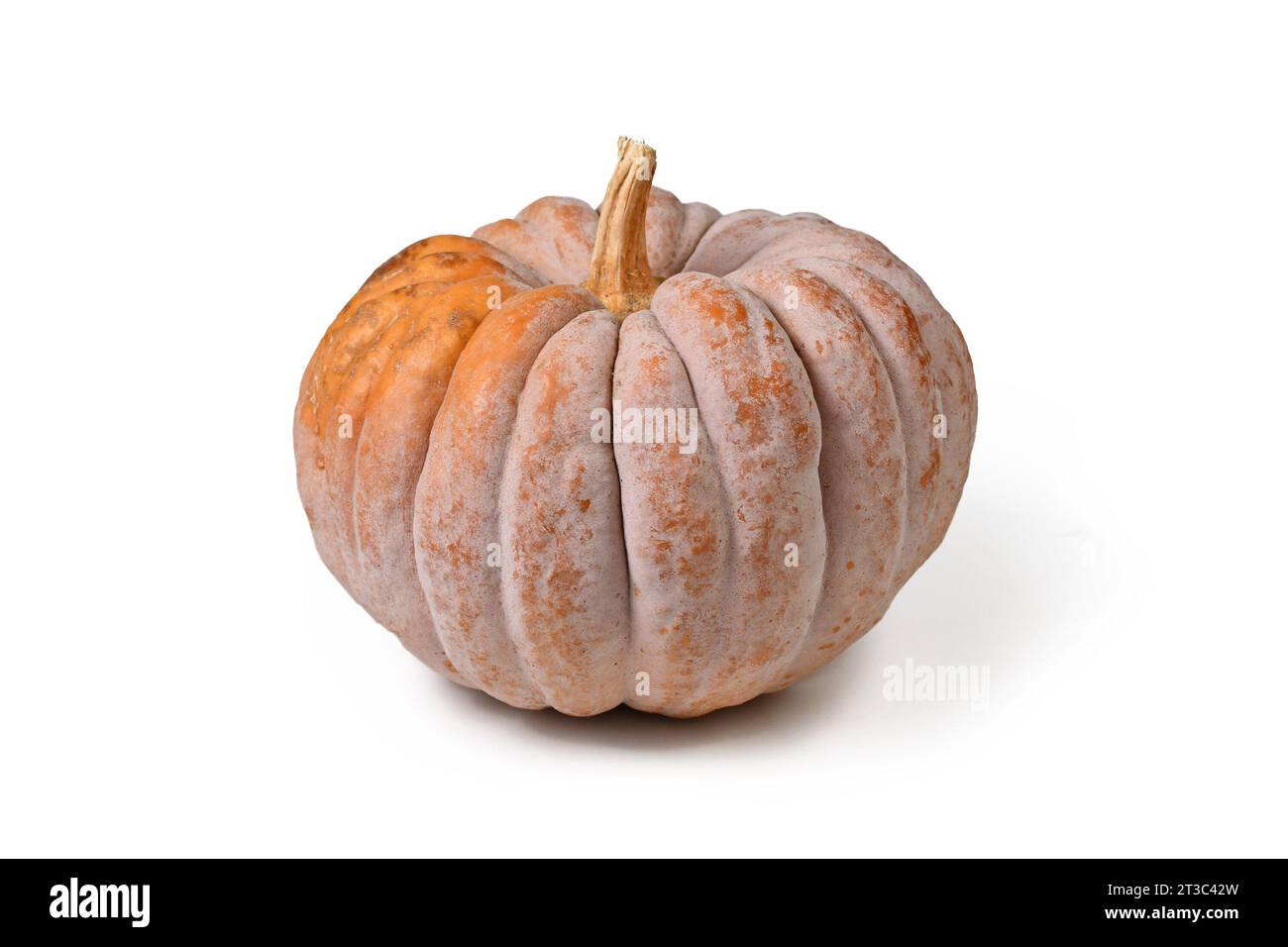 'Black Futsu' pumpkin squash with grey and orange skin on white background Stock Photo