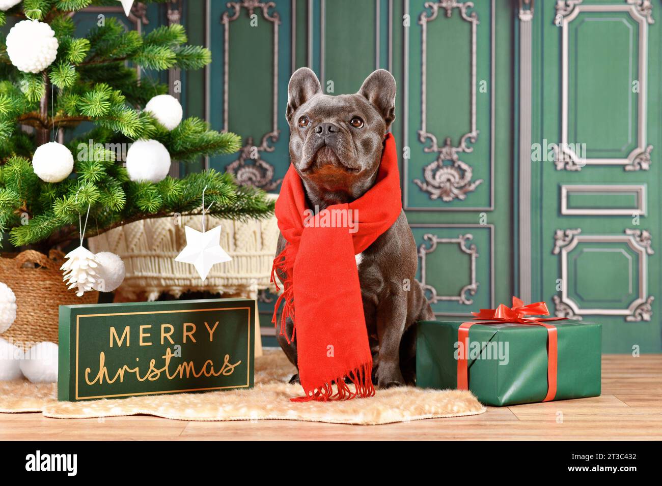 Cute black French Bulldog dog wearing red winter scarf next to Christmas tree and gift box Stock Photo