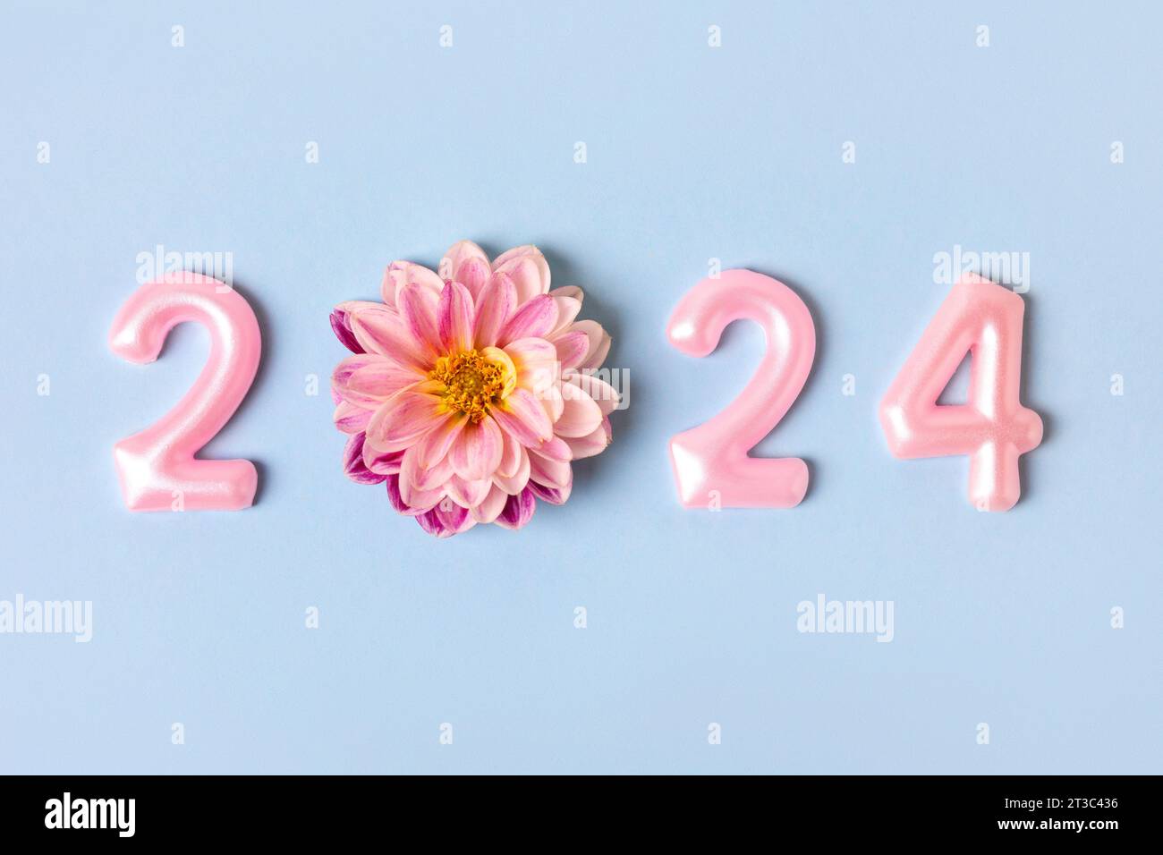 Pink numbers and pink dahlia flowers on a blue background. 2024 new year idea concept. Simple and clean design Happy New Year 2024 and Merry Christmas Stock Photo