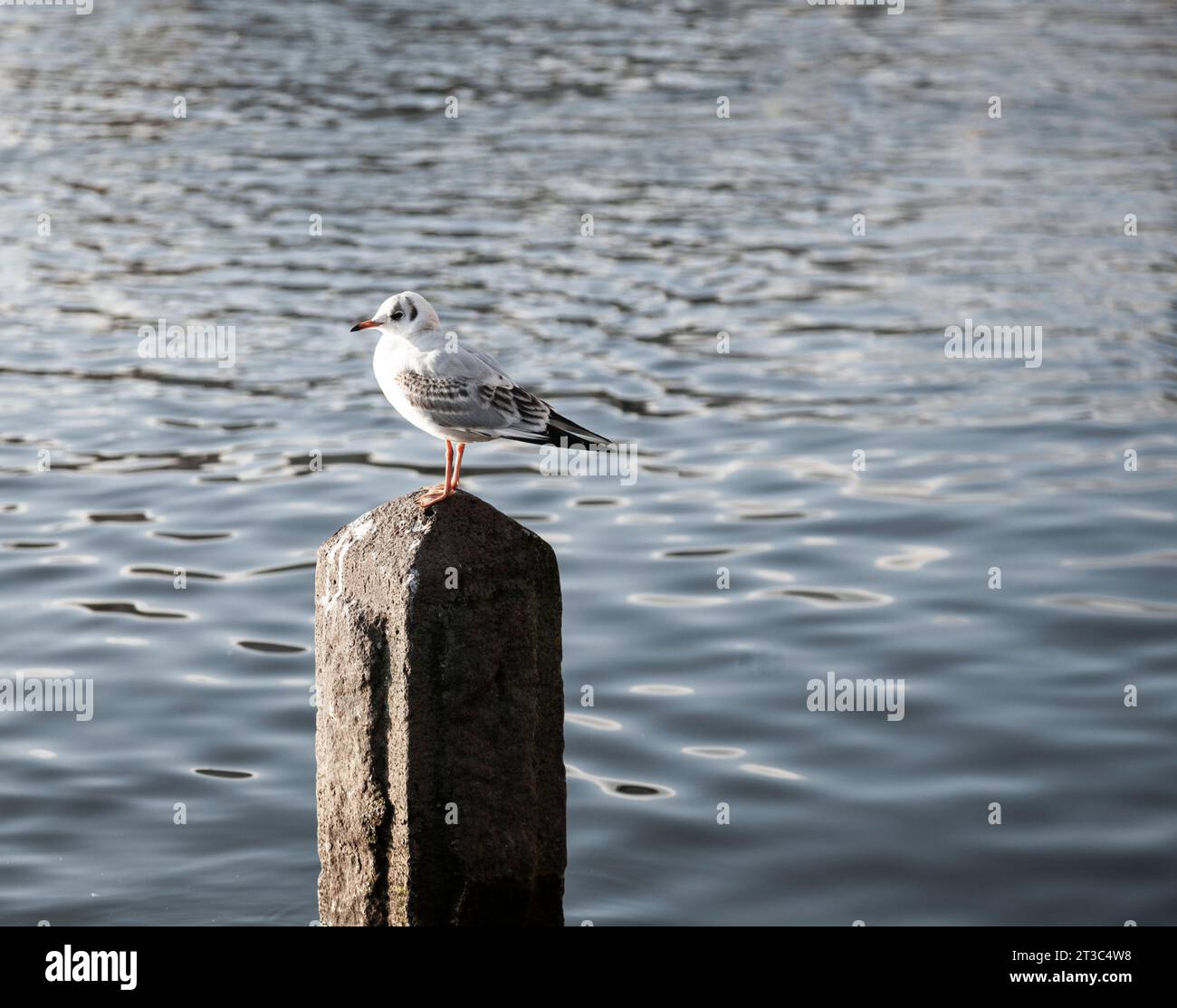 Seagull perched on cement pillar near lake Stock Photo