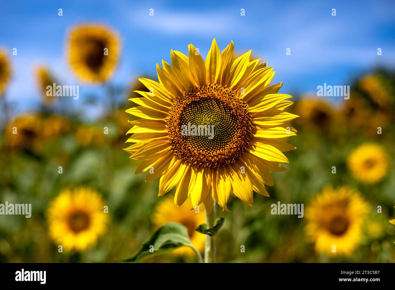 Yellow sunflower close-up in a colorful field of sunflowers in daylight ...