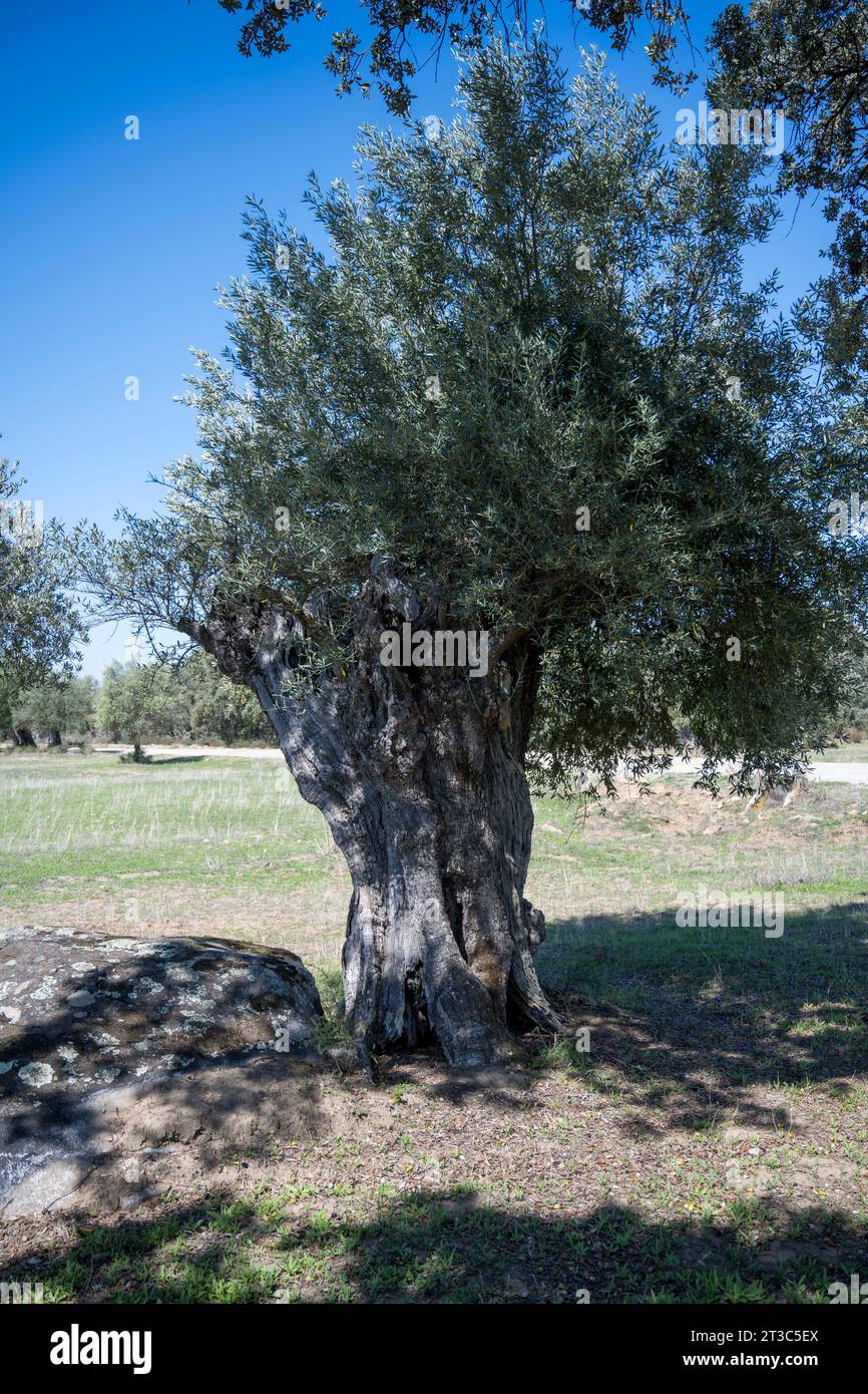 Ancient Olive trees (some say from the Roman Empire Times) at MONTE BRANCO, Monsaraz, Alentejo