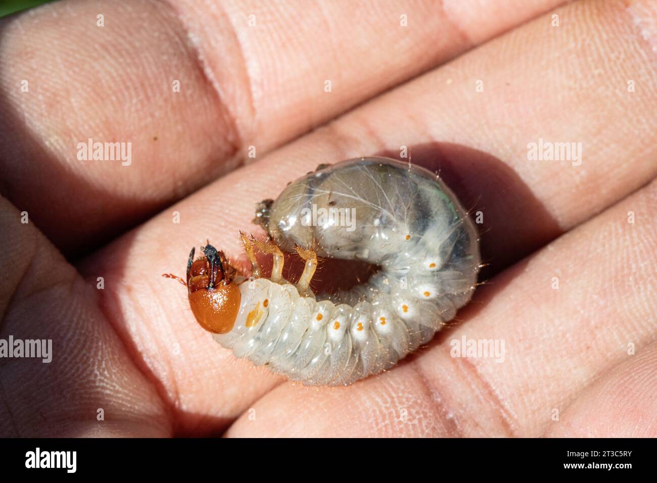 Closeup of the beetle larva, Melolontha melolontha, found in the soil on the palm of a farmer's hand. Parasite that eats roots, destroying plantations Stock Photo