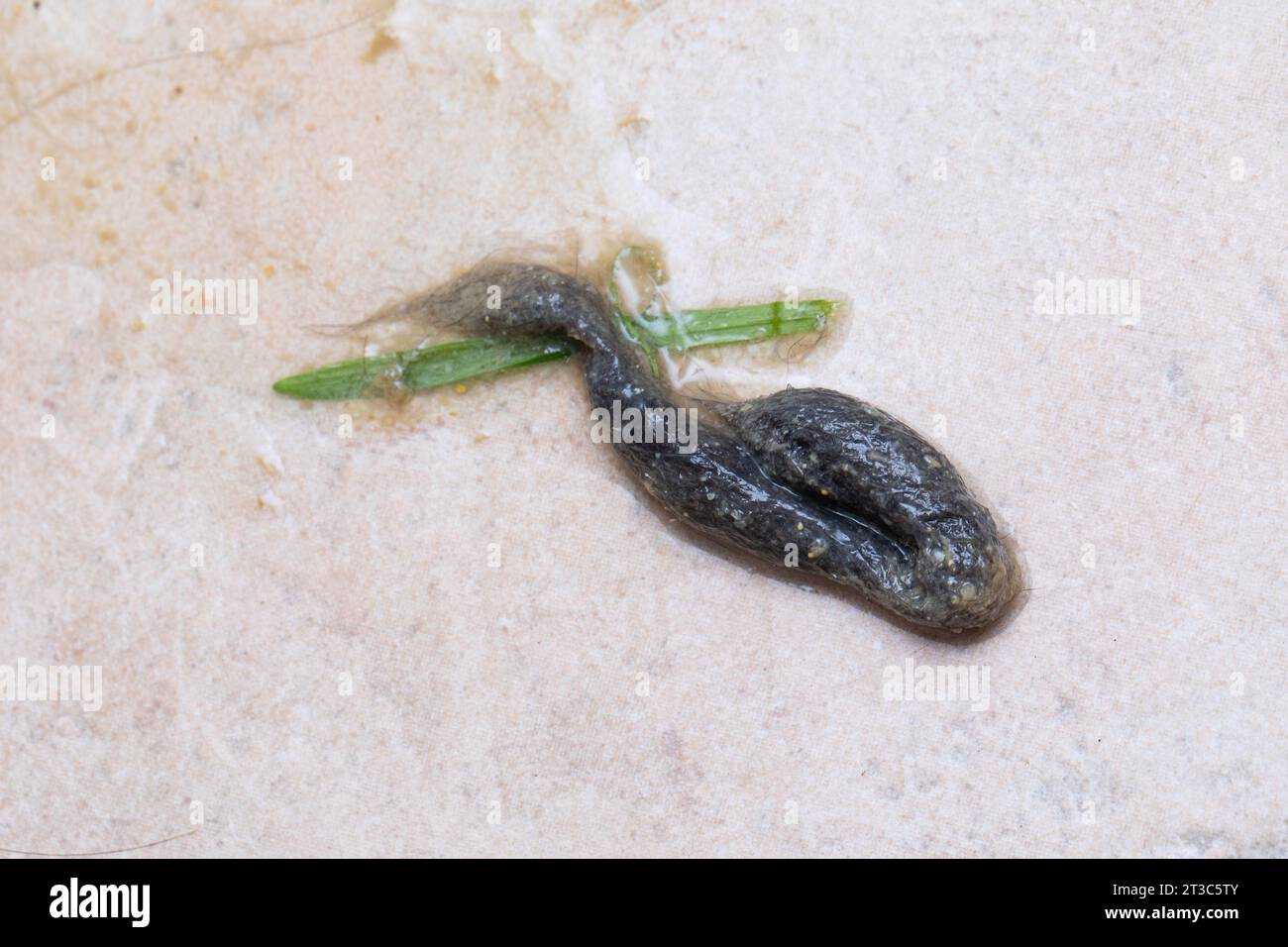 Cat hairball regurgitated on the floor with catnip present. Concept of feline health and correct gastric function Stock Photo