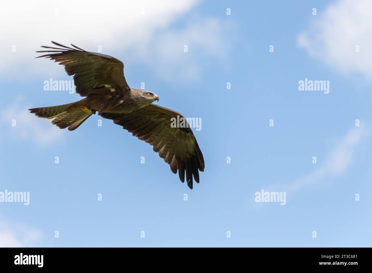 Eagle soaring across a cloudy sky Stock Photo