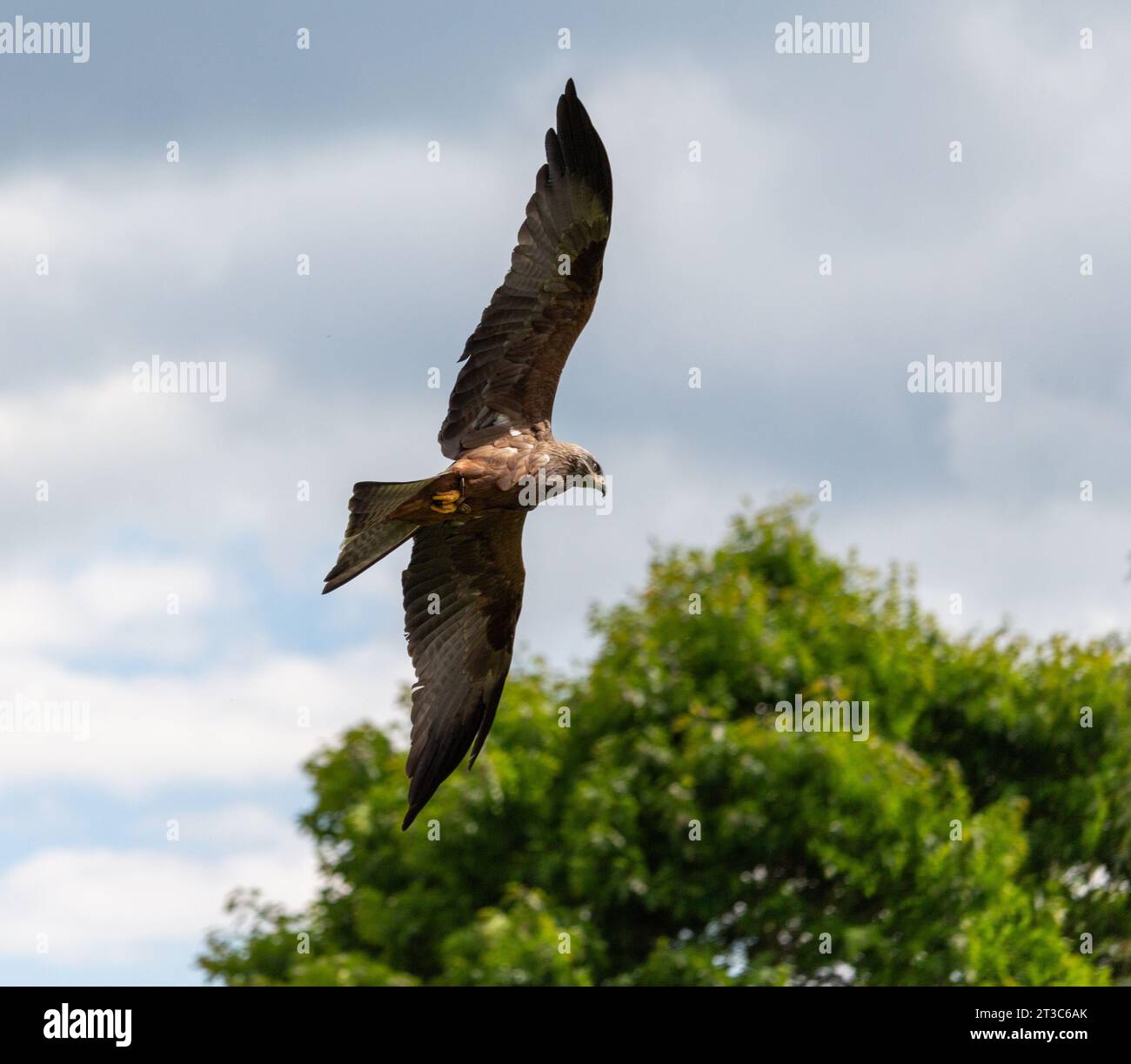 Eagle flying across a cloudy sky Stock Photo
