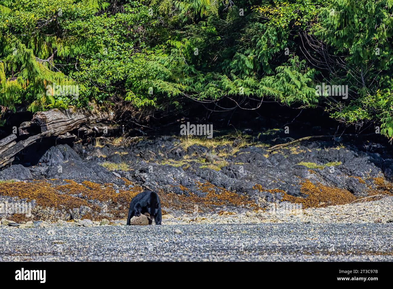 American Black Bear, Ursus americanus, turning over rock looking for crabs at Moresby Camp, Moresby Island, Haida Gwaii, British Columbia, Canada Stock Photo