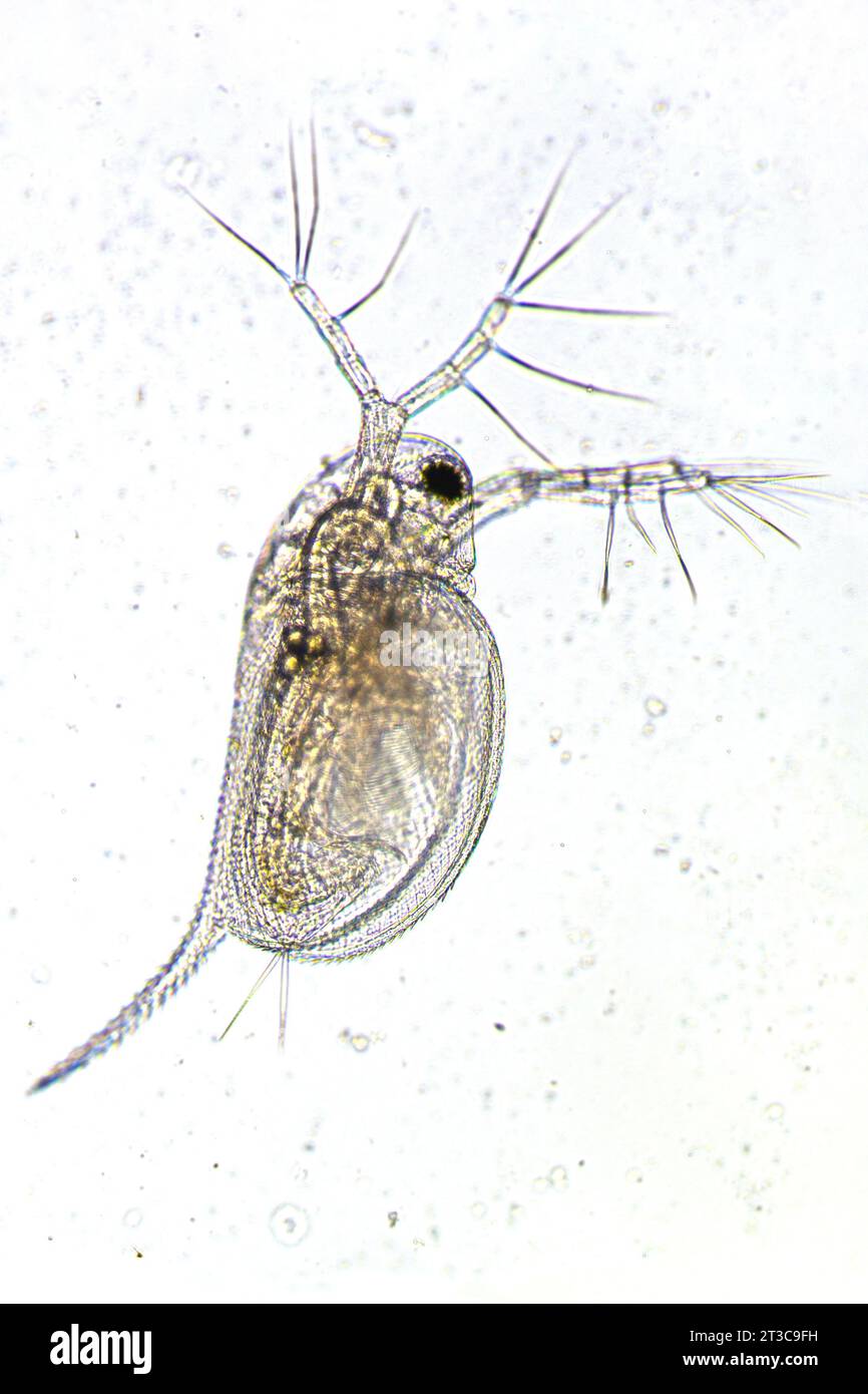 Zooplankton Water Flea Daphnia, microscopic image of crustacea Stock Photo